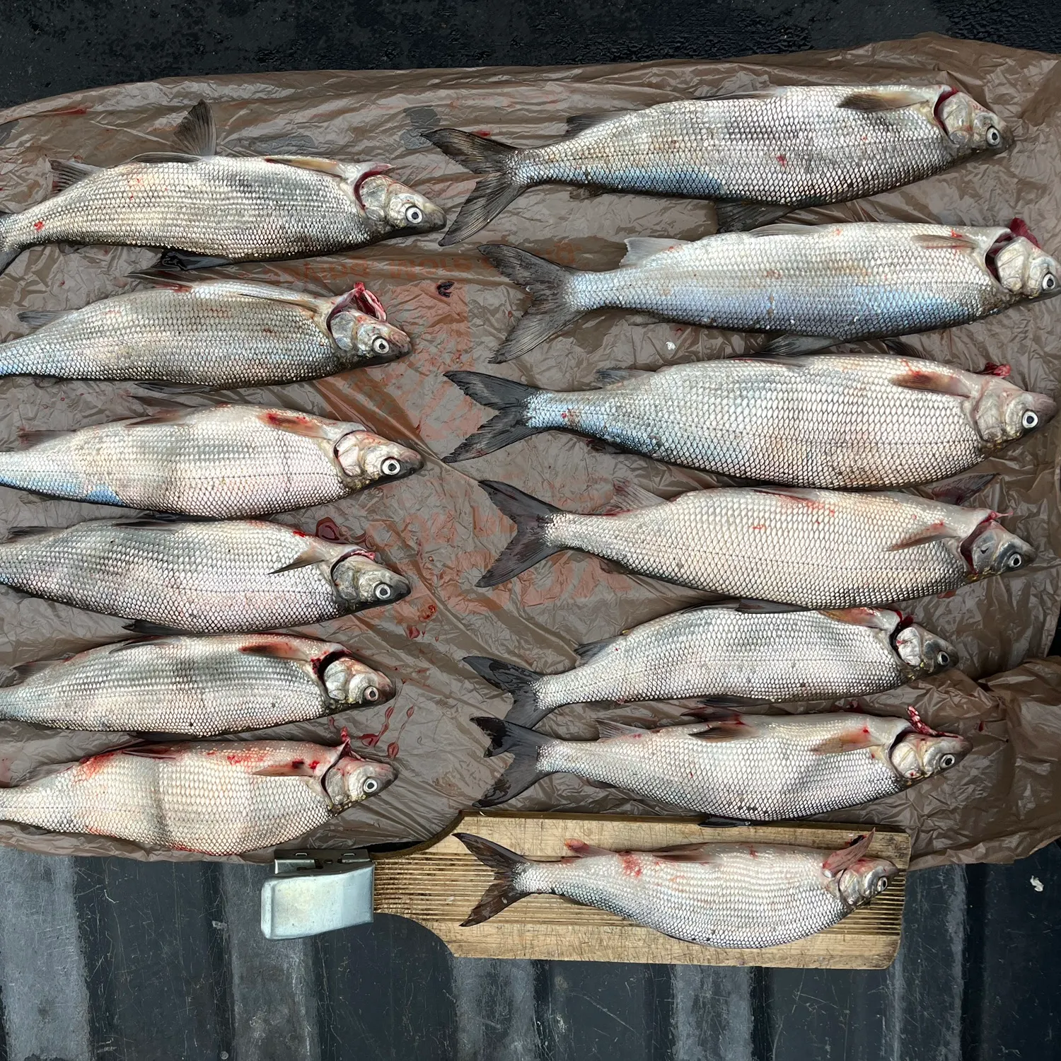 The most recent Lake whitefish catches on Fishbrain