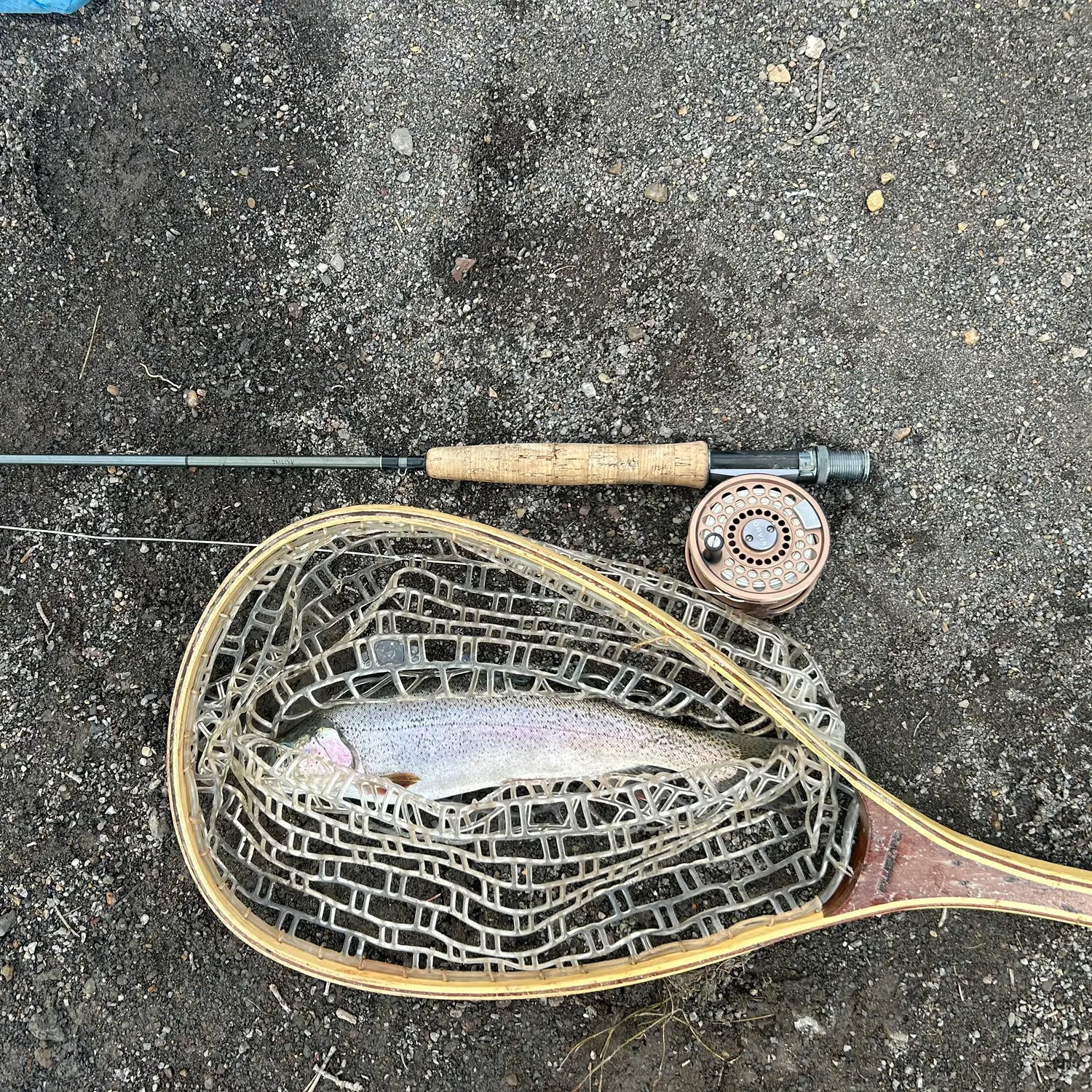 Rainbow trout caught on Fishbrain
