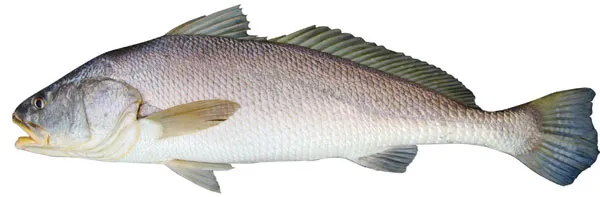 Blackspotted croaker