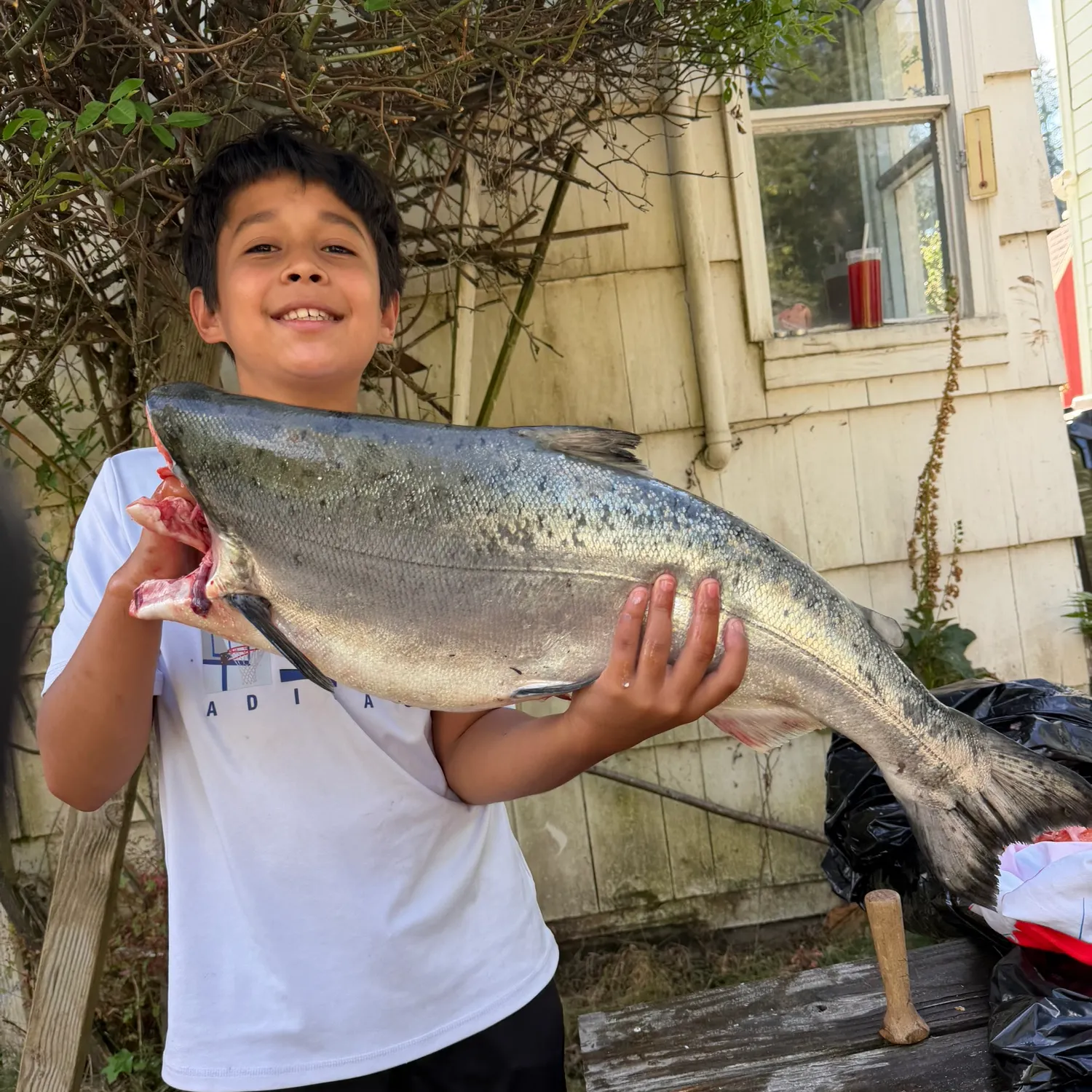 Chinook salmon caught on Fishbrain