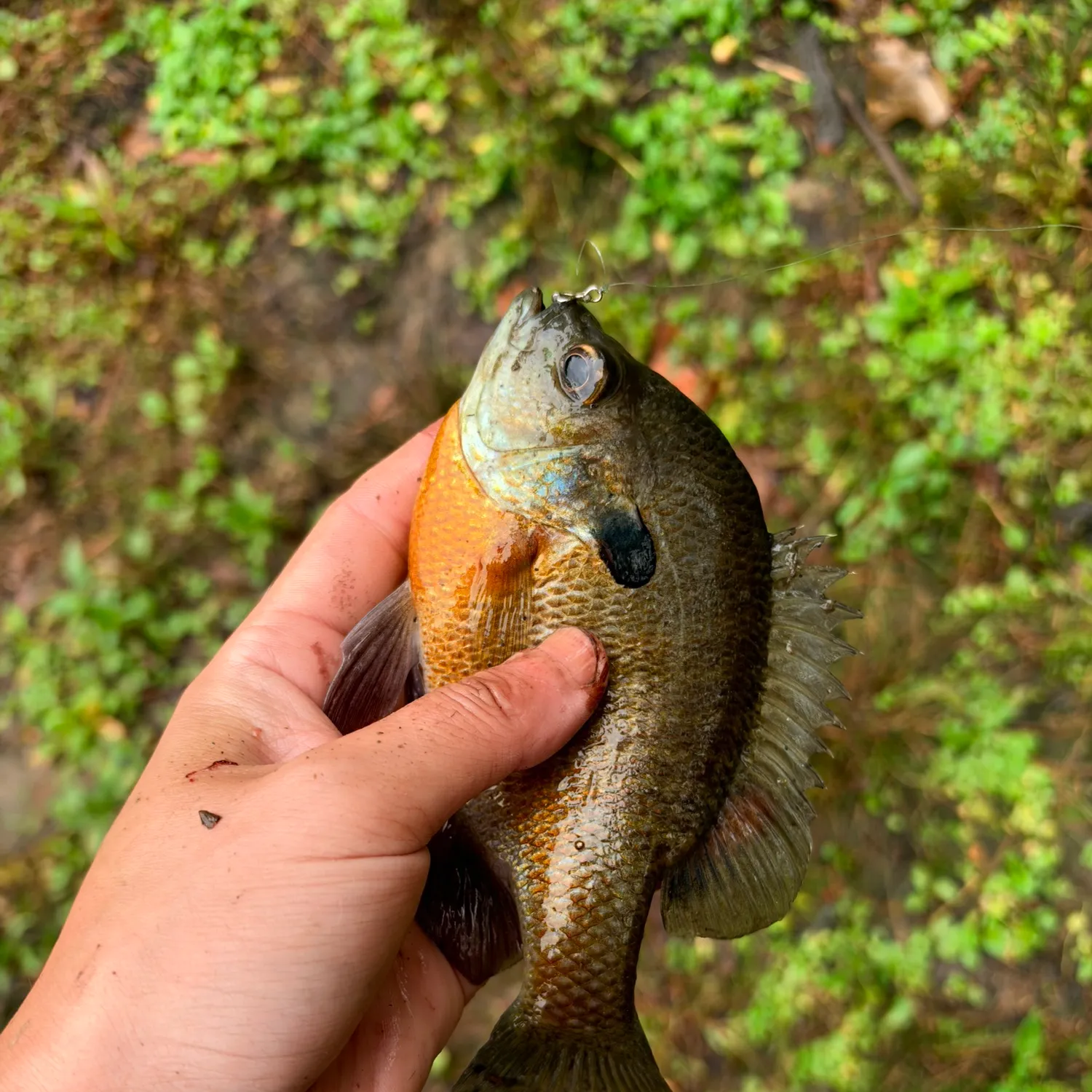 Bluegill caught on Fishbrain
