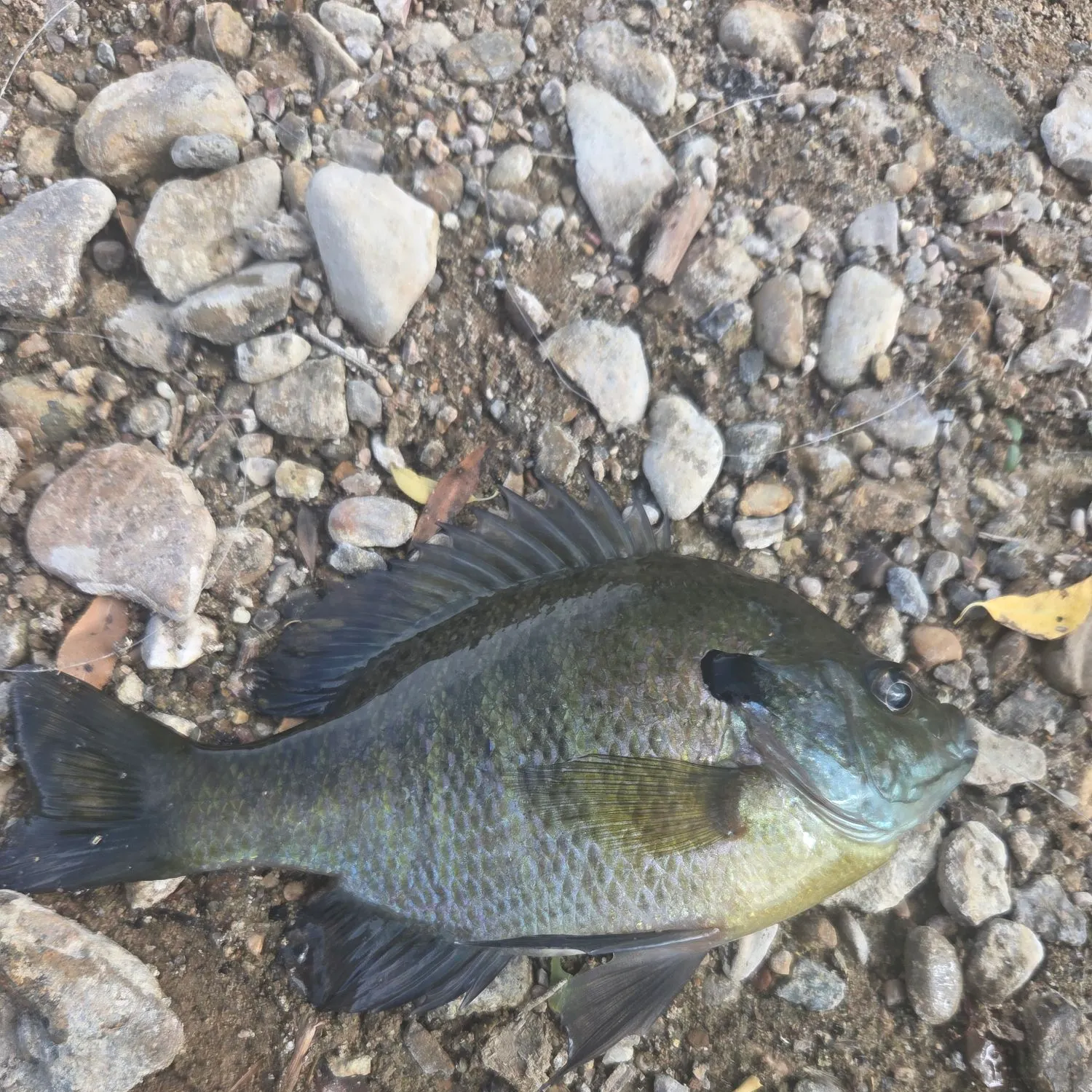 Bluegill caught on Fishbrain