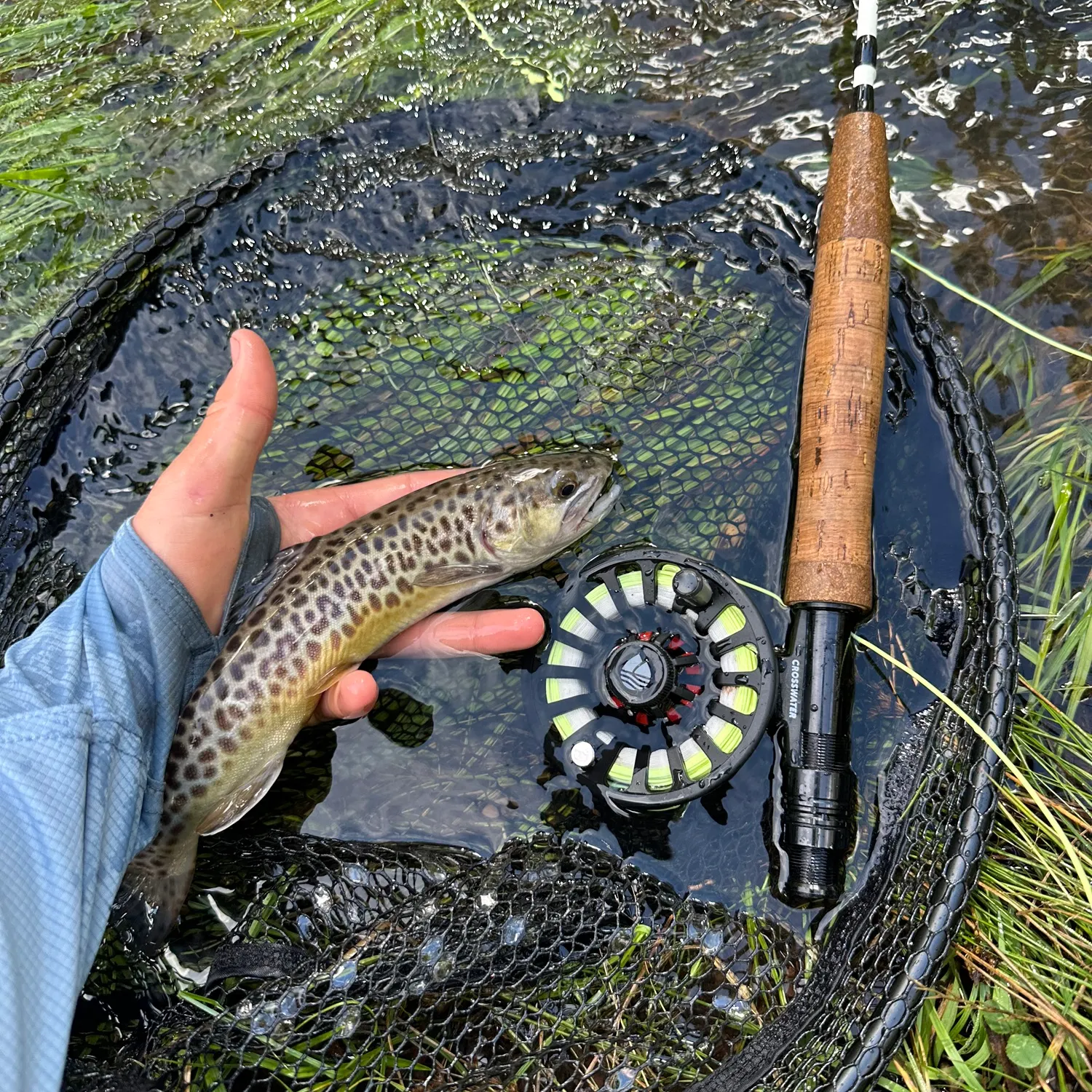 Tiger trout caught on Fishbrain