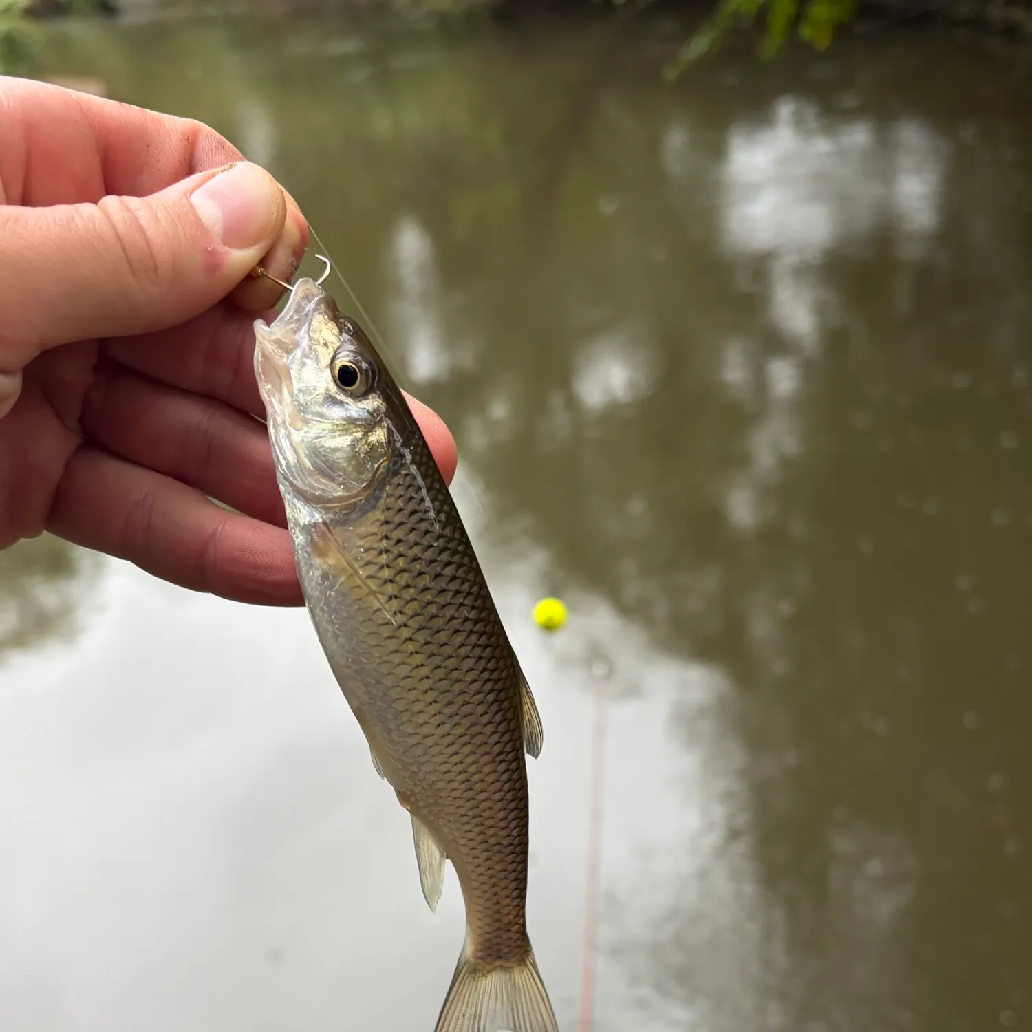 Fallfish caught on Fishbrain