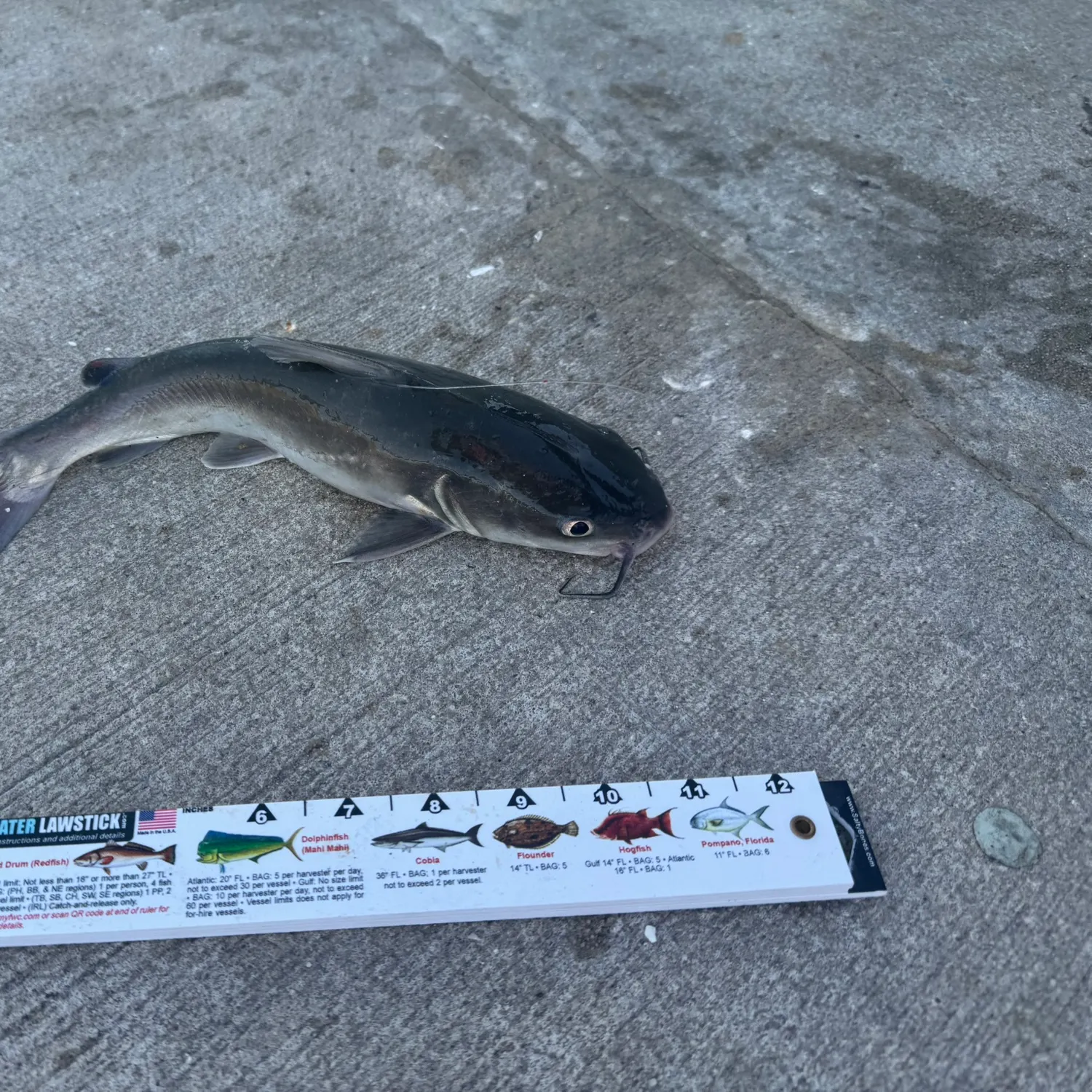 Hardhead sea catfish caught on Fishbrain