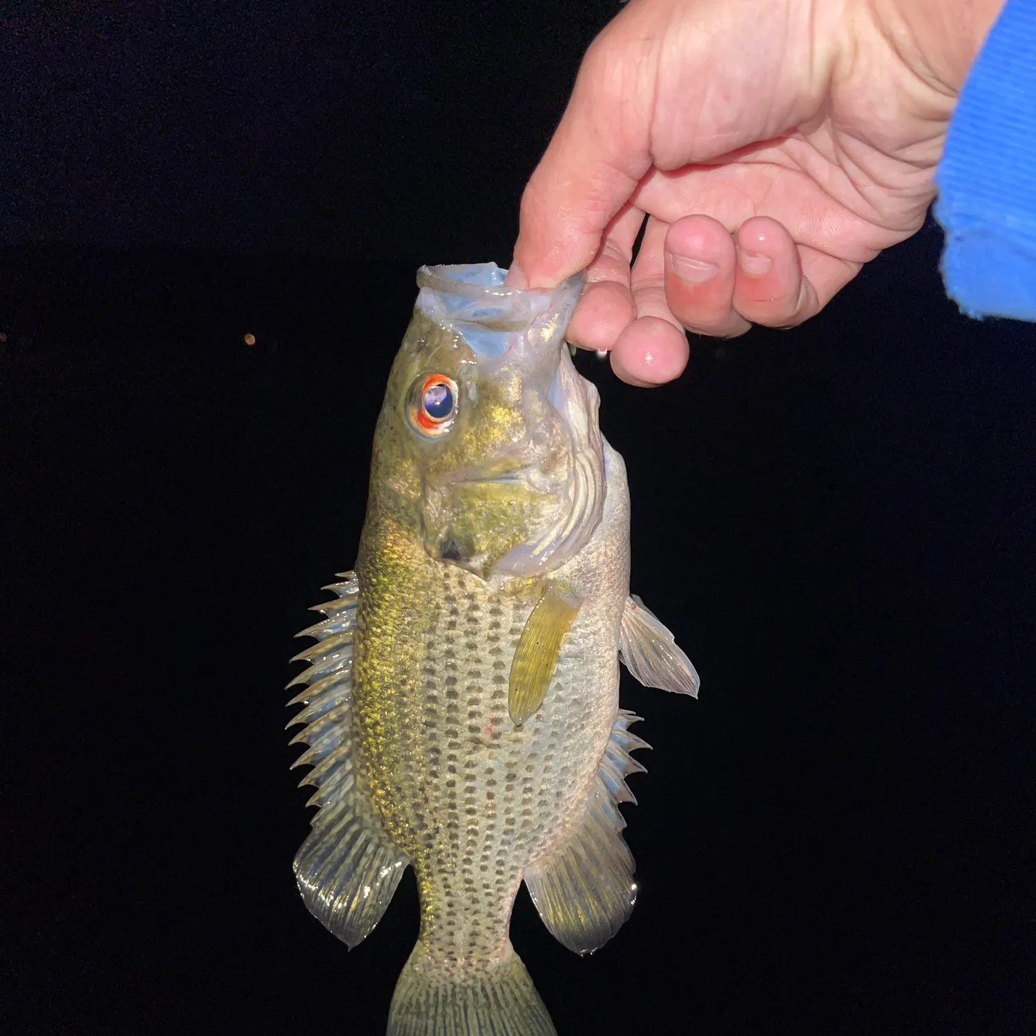 Rock bass caught on Fishbrain