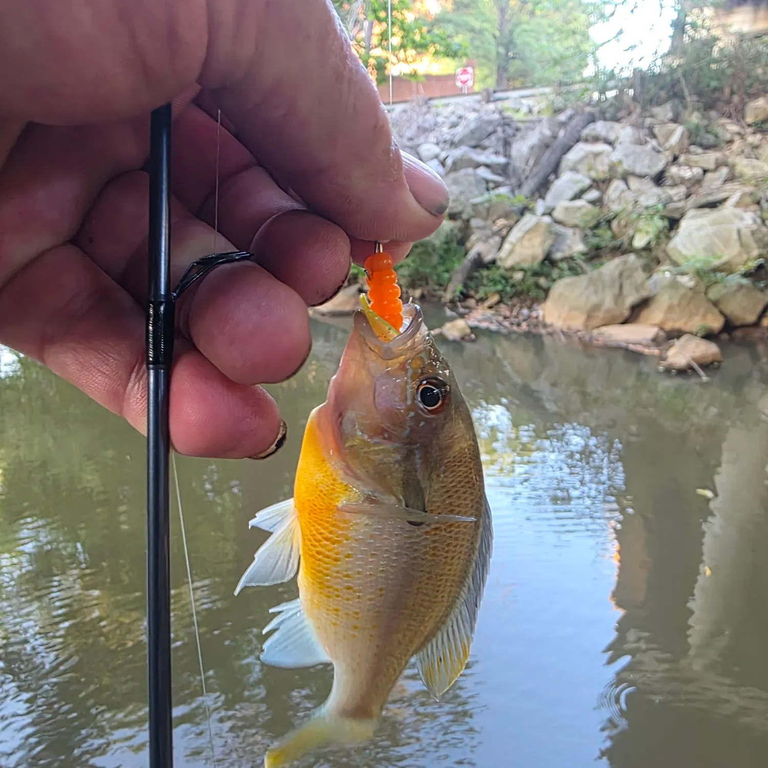 Redbreast sunfish caught on Fishbrain