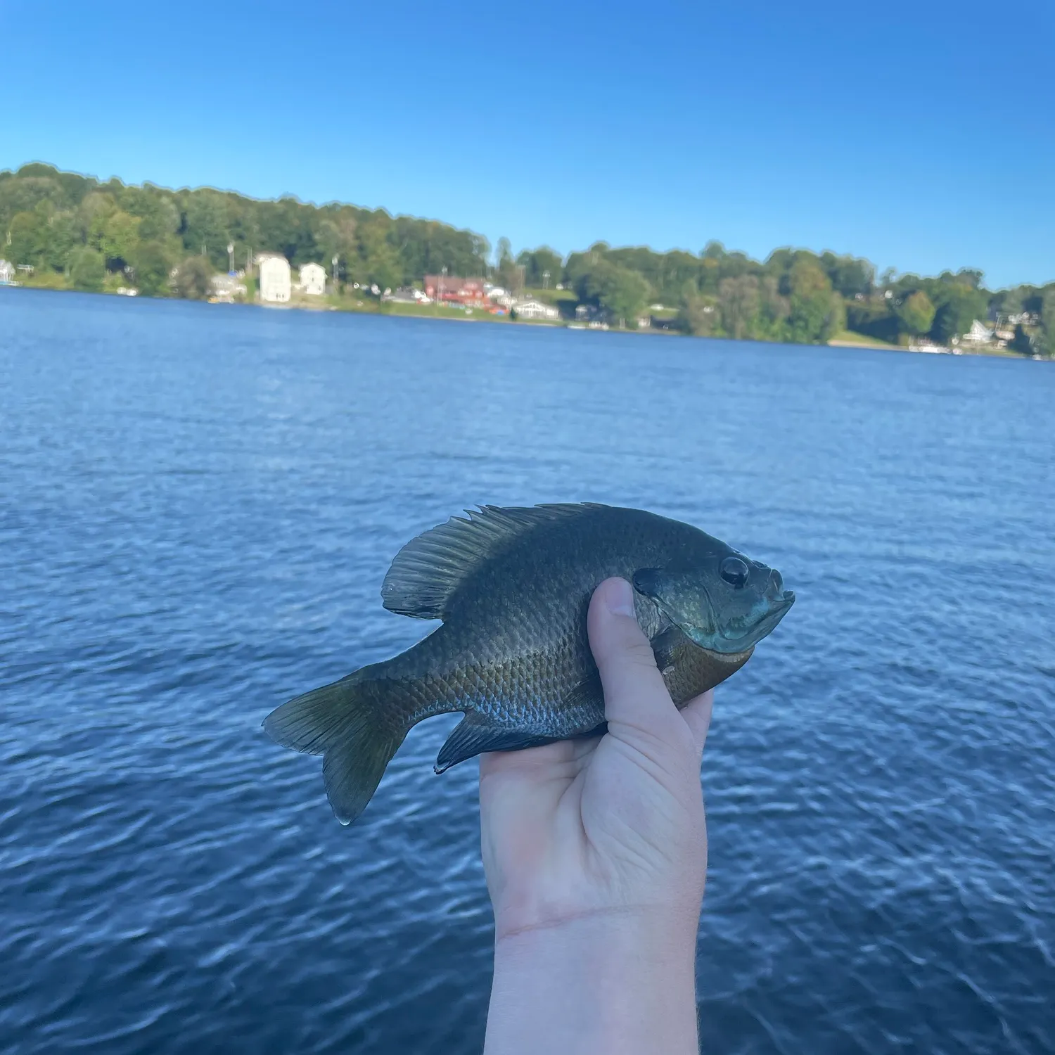 Bluegill caught on Fishbrain