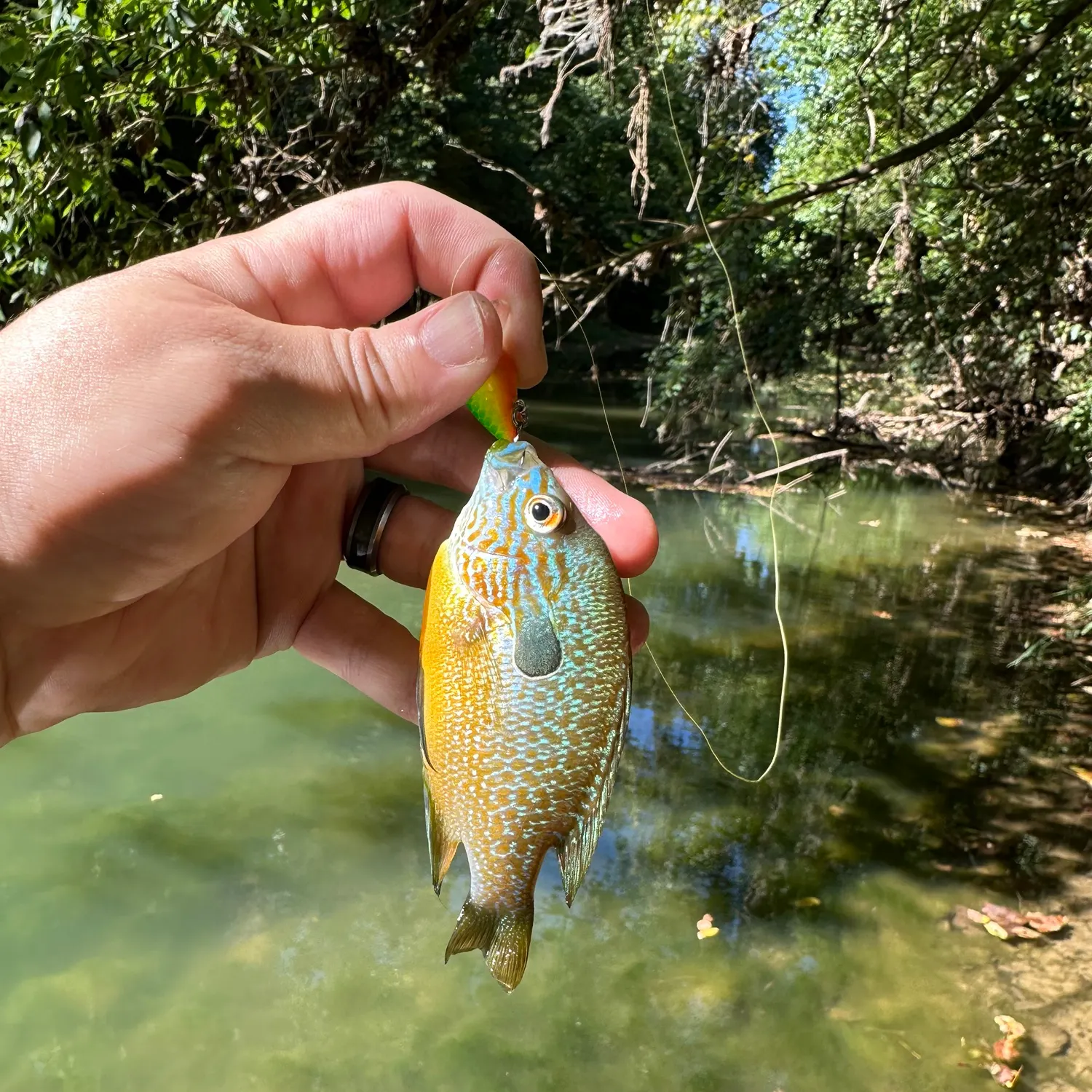Longear sunfish caught on Fishbrain
