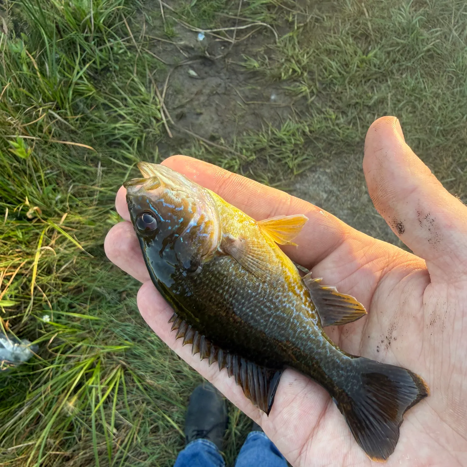 Green sunfish caught on Fishbrain