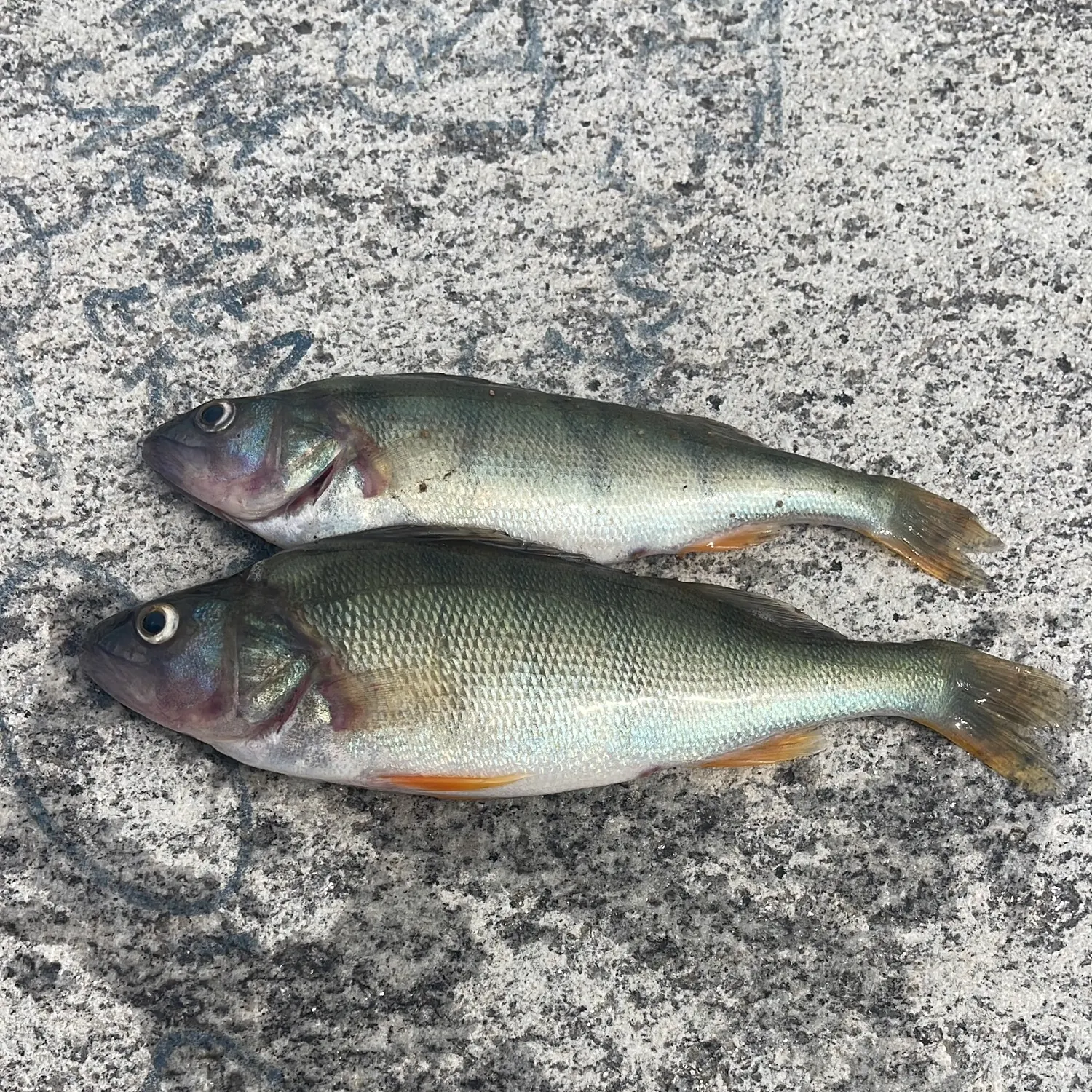 European perch caught on Fishbrain