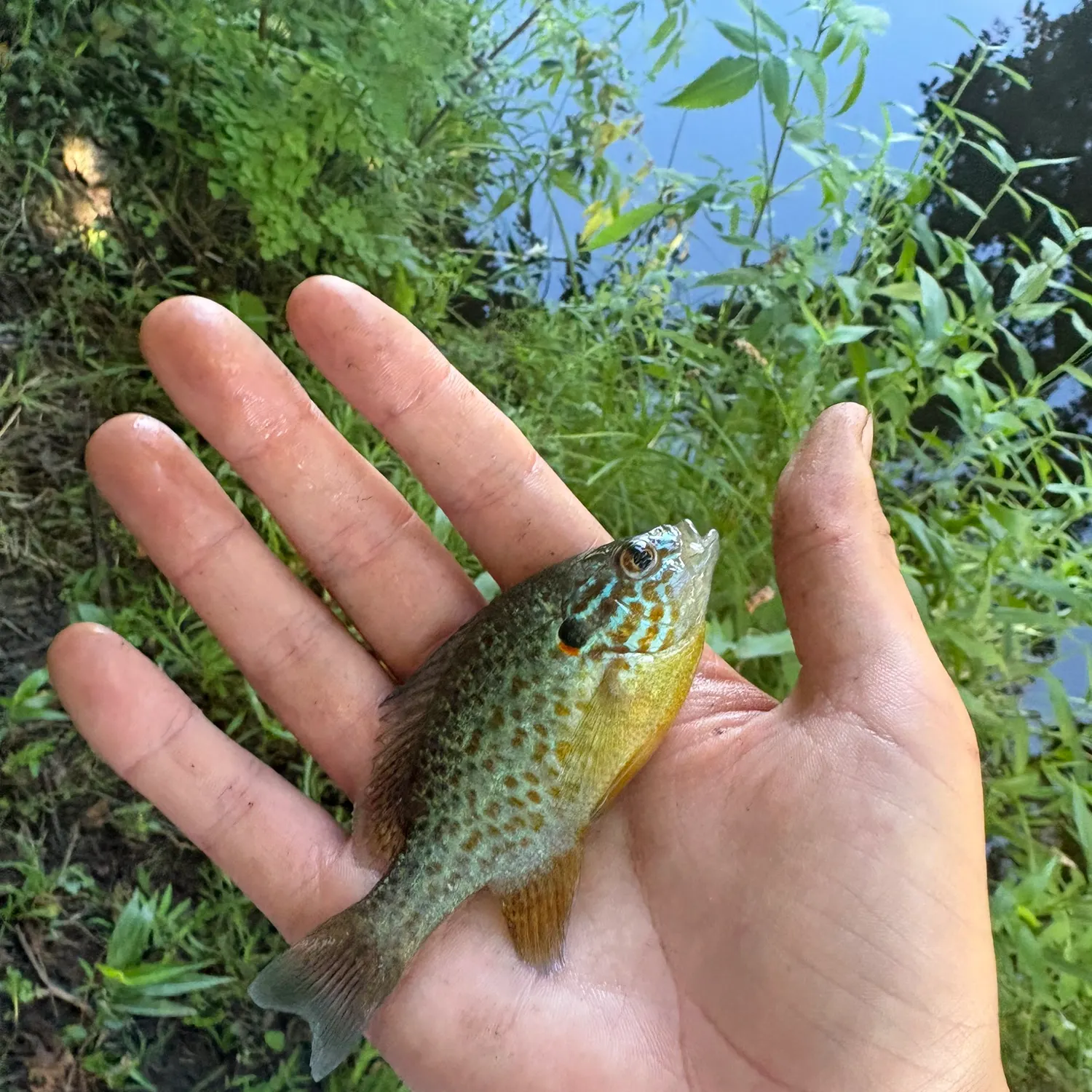 Pumpkinseed caught on Fishbrain