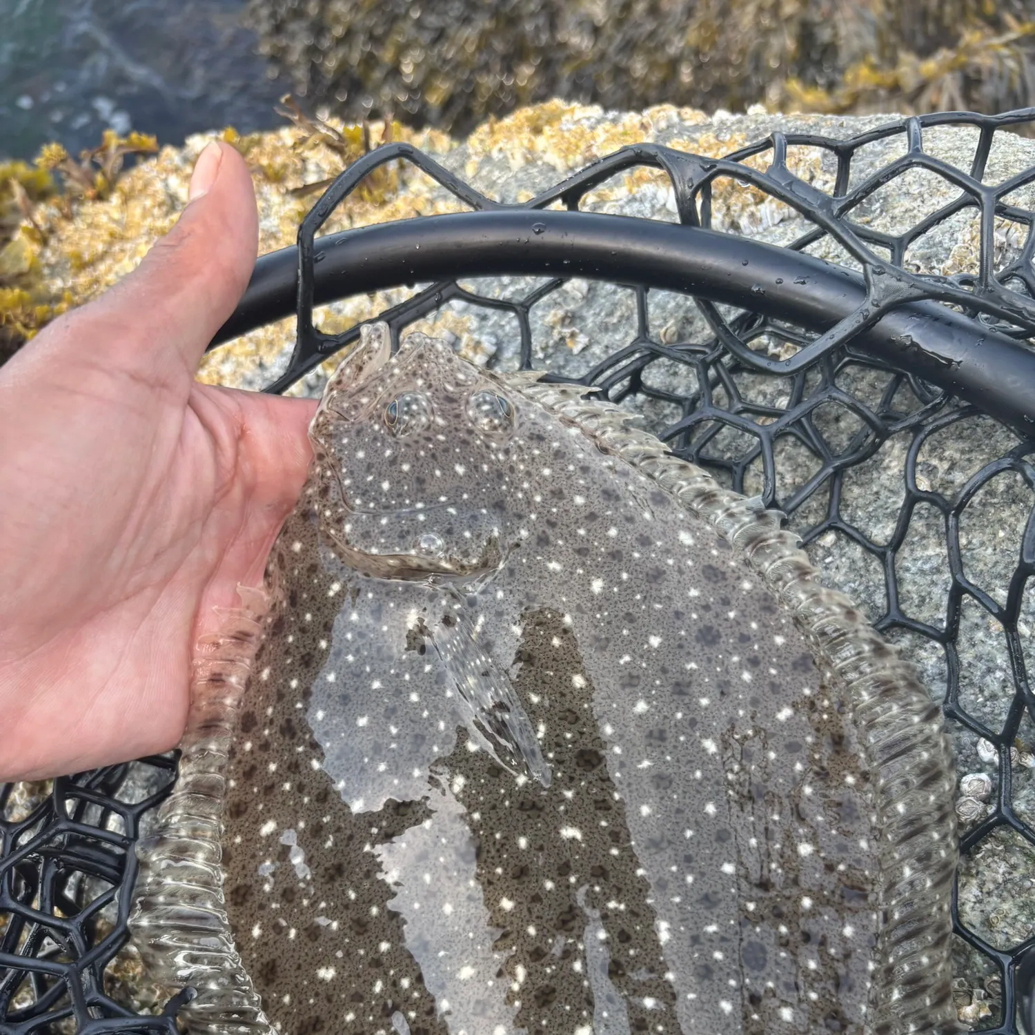 The most recent Windowpane flounder catches on Fishbrain