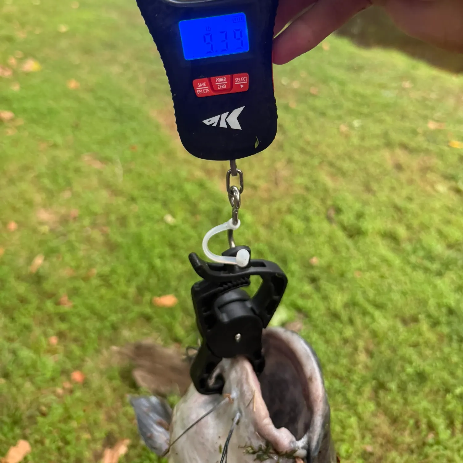 Channel catfish caught on Fishbrain