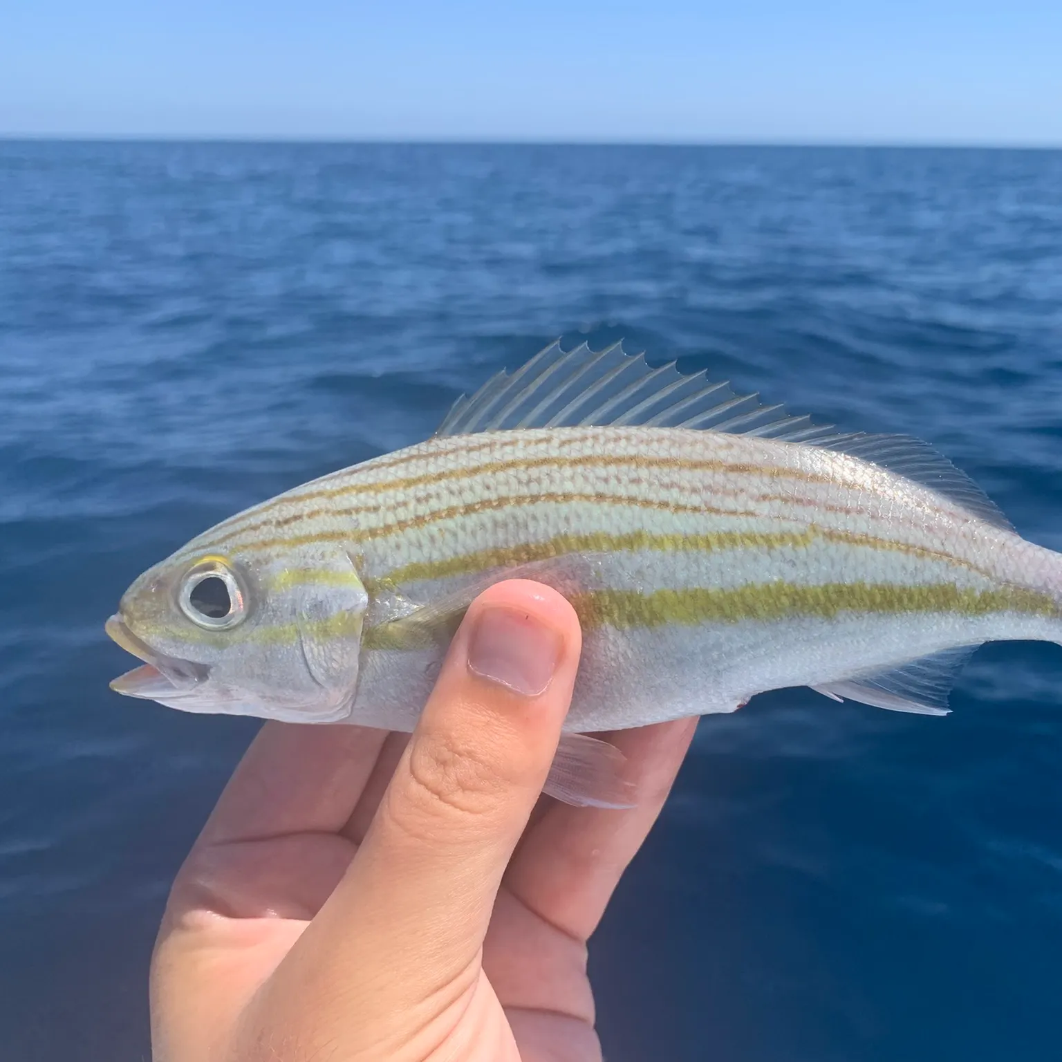 The most recent Striped grunt catches on Fishbrain