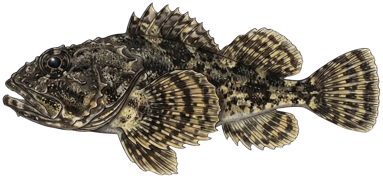 Great sculpin