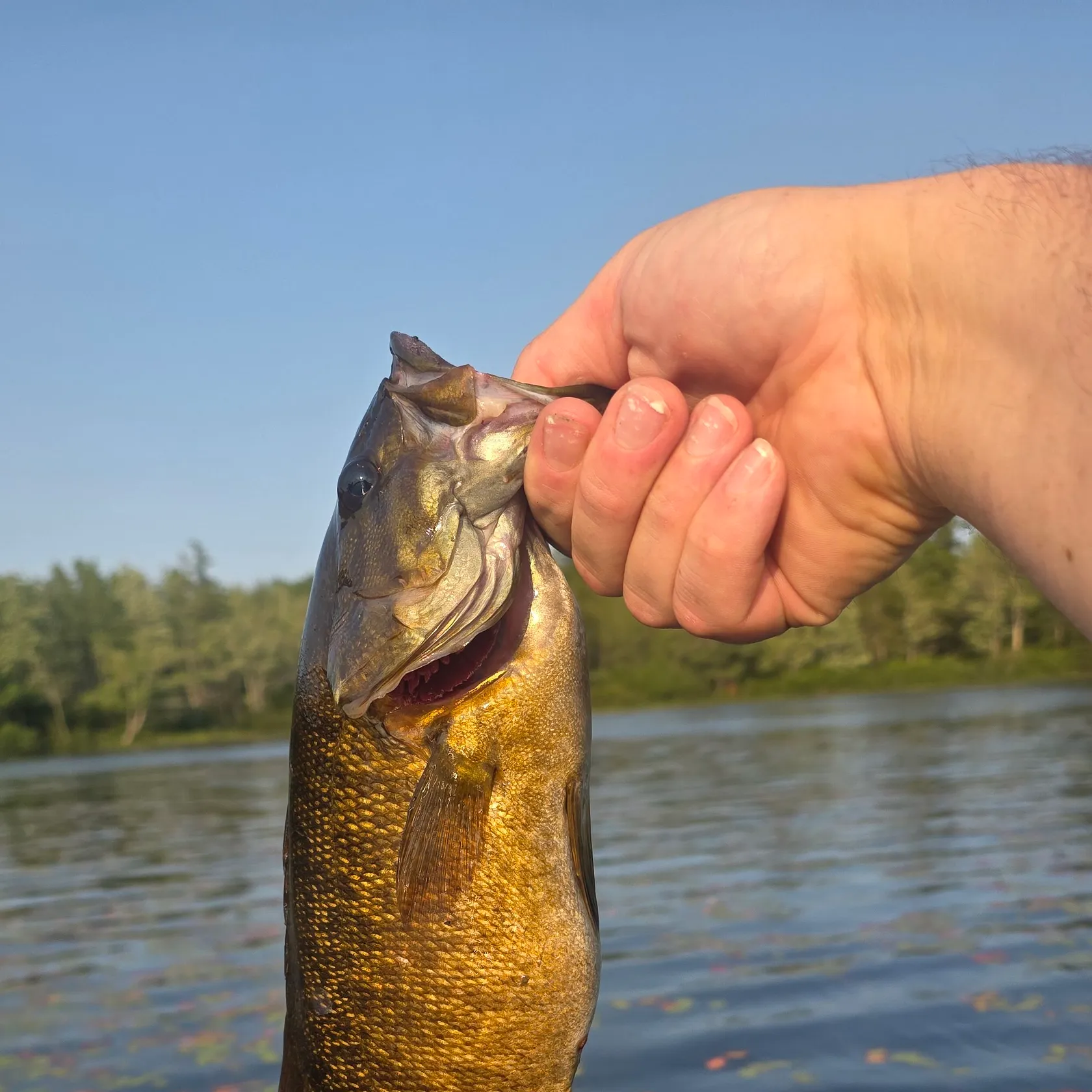Smallmouth bass caught on Fishbrain