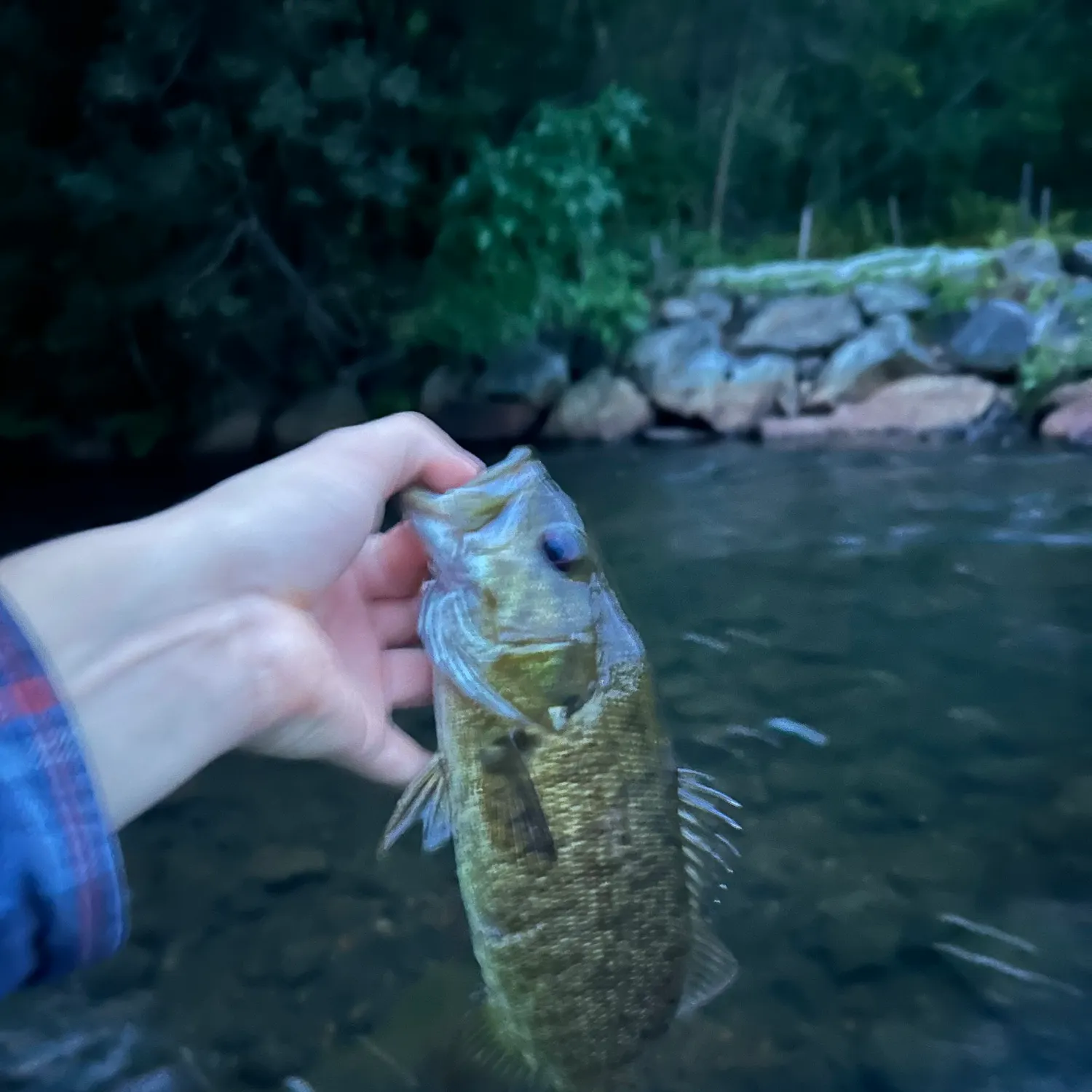 Smallmouth bass caught on Fishbrain