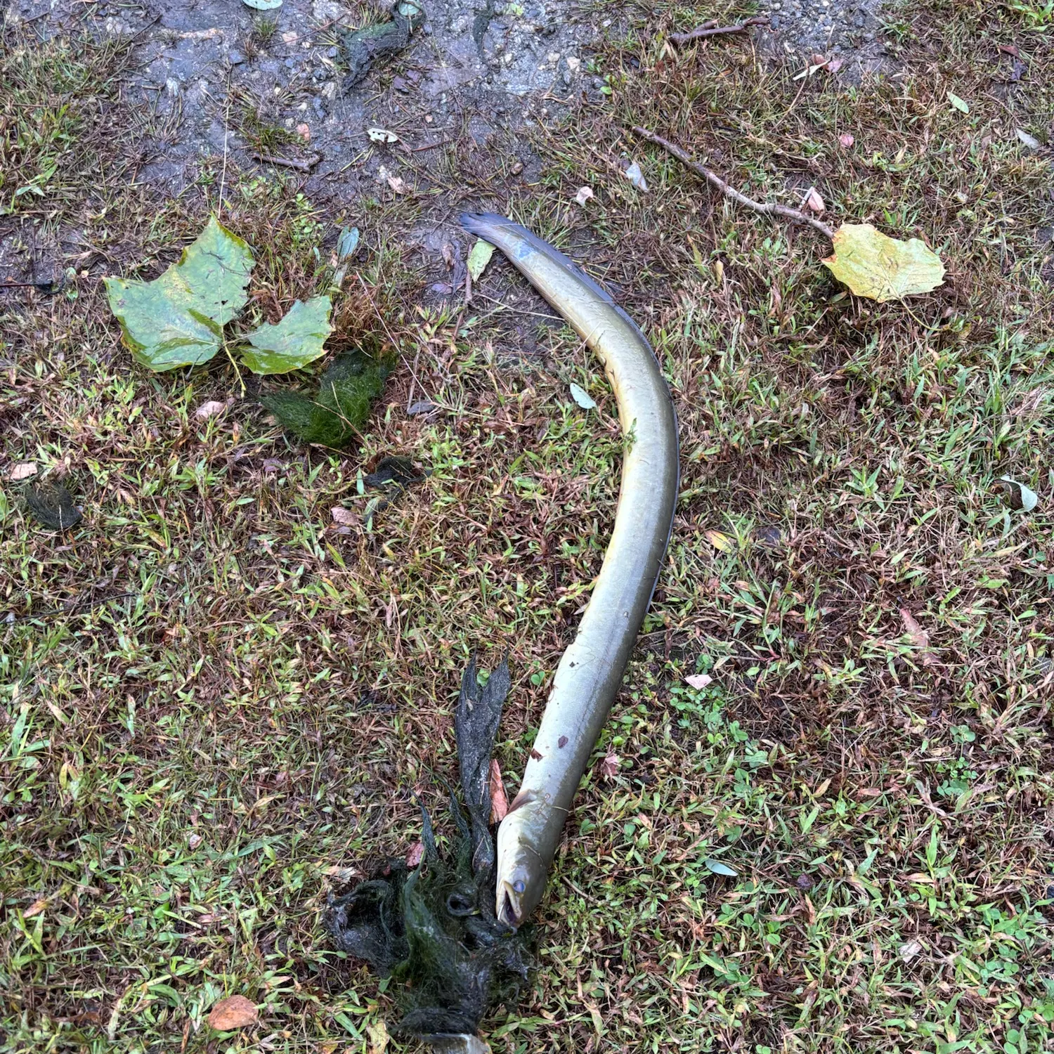 American eel caught on Fishbrain