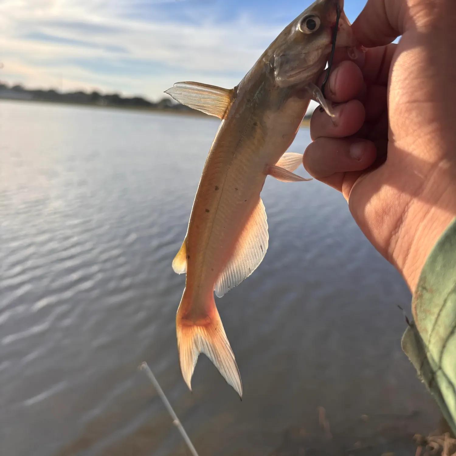 Channel catfish caught on Fishbrain
