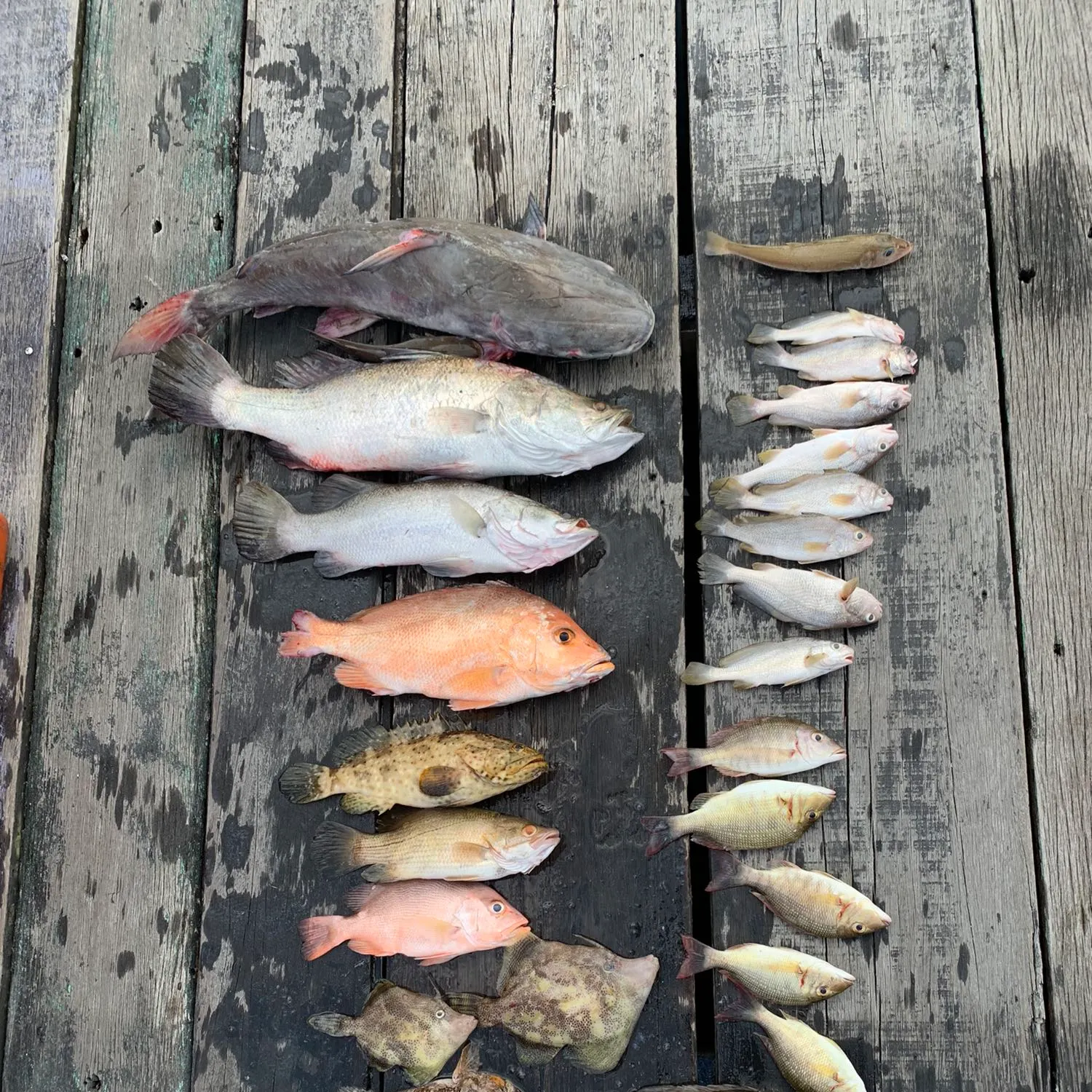 recently logged catches