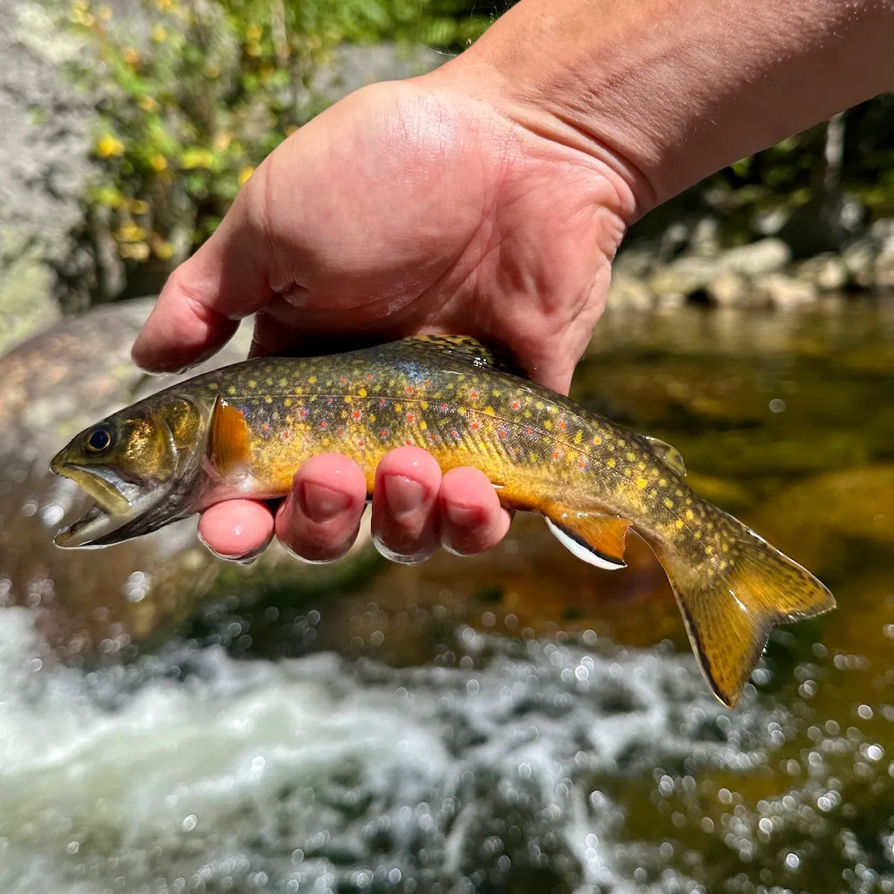 Brook trout caught on Fishbrain