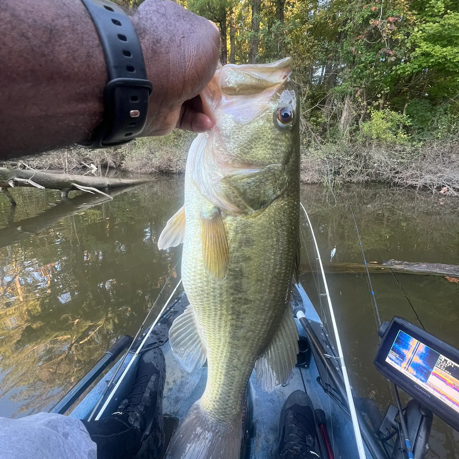 Largemouth bass caught on Fishbrain