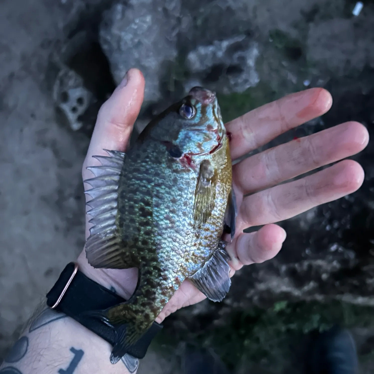 Pumpkinseed caught on Fishbrain
