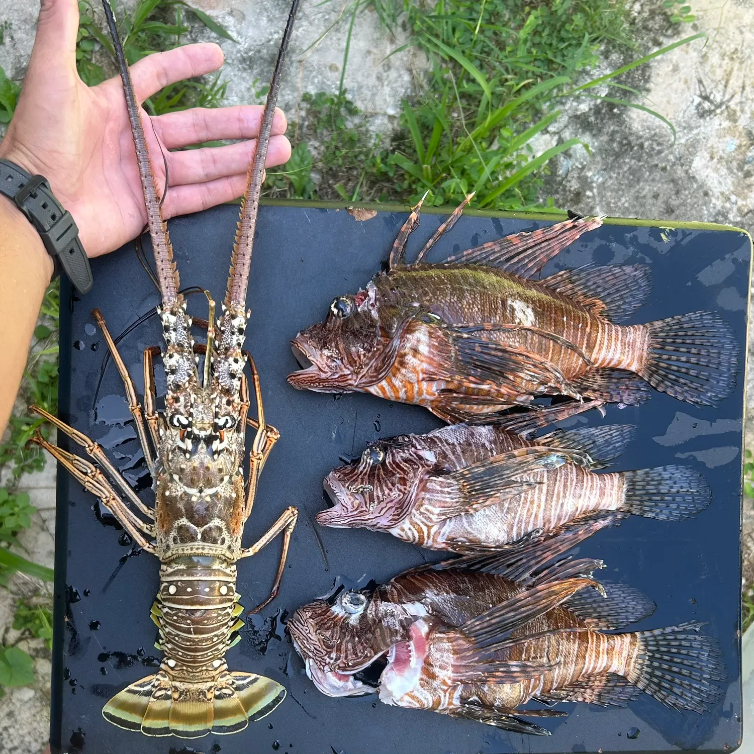 recently logged catches