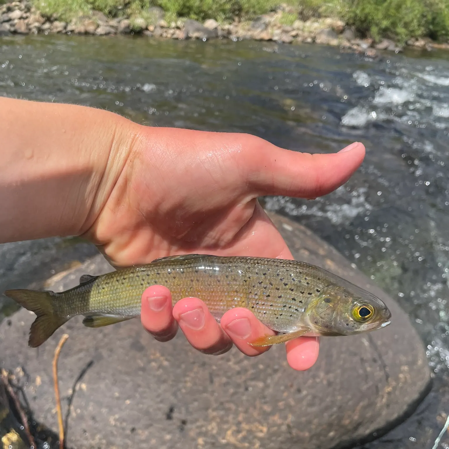 The most recent Arctic grayling catches on Fishbrain