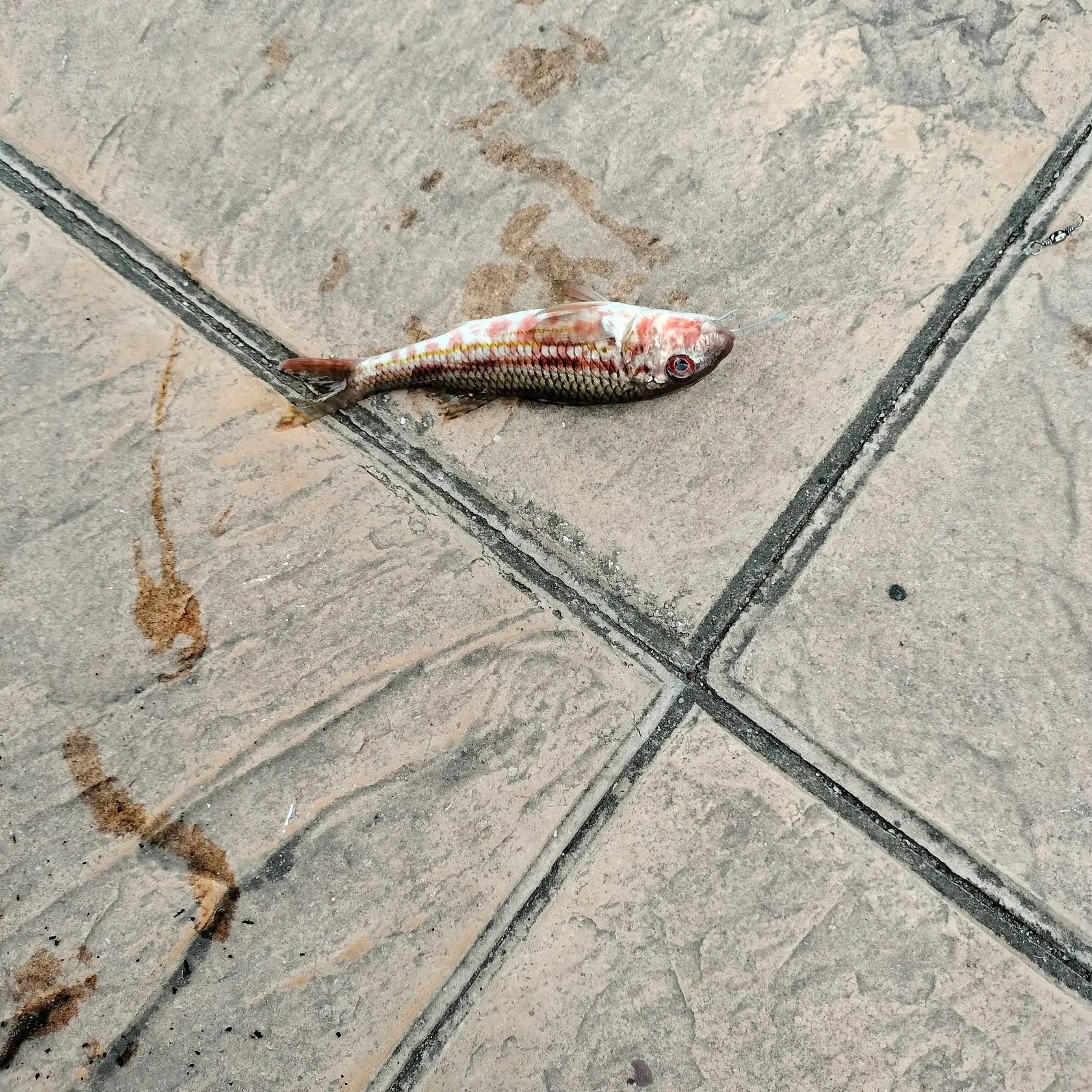The most recent Striped red mullet catches on Fishbrain