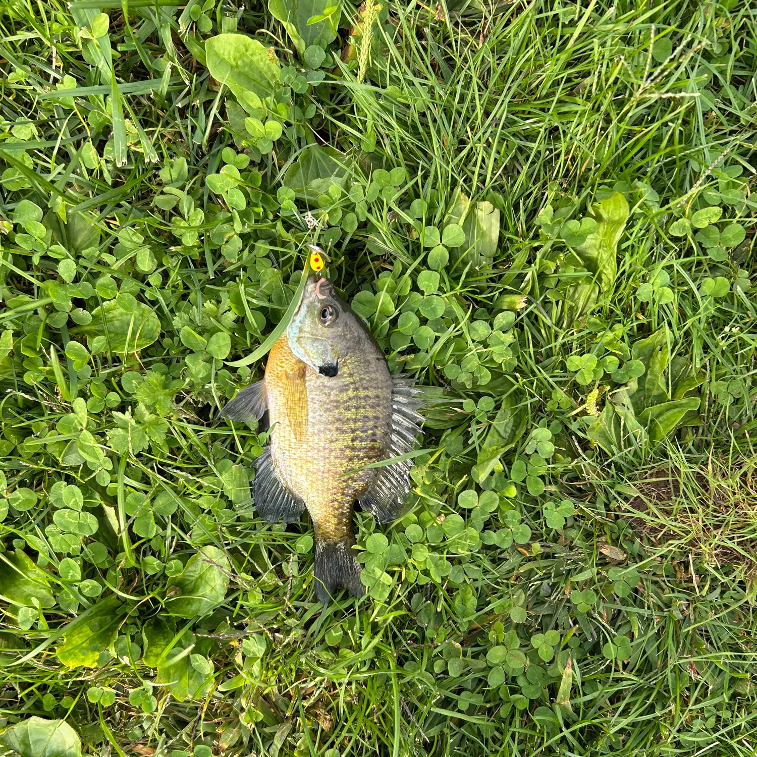 Fish caught on Fishbrain