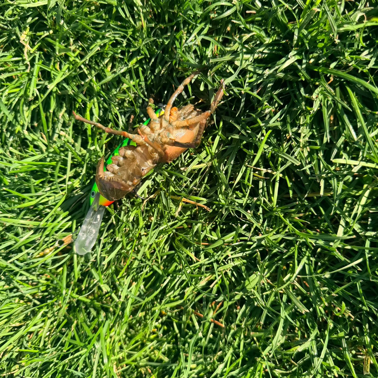 The most recent Signal crayfish catches on Fishbrain