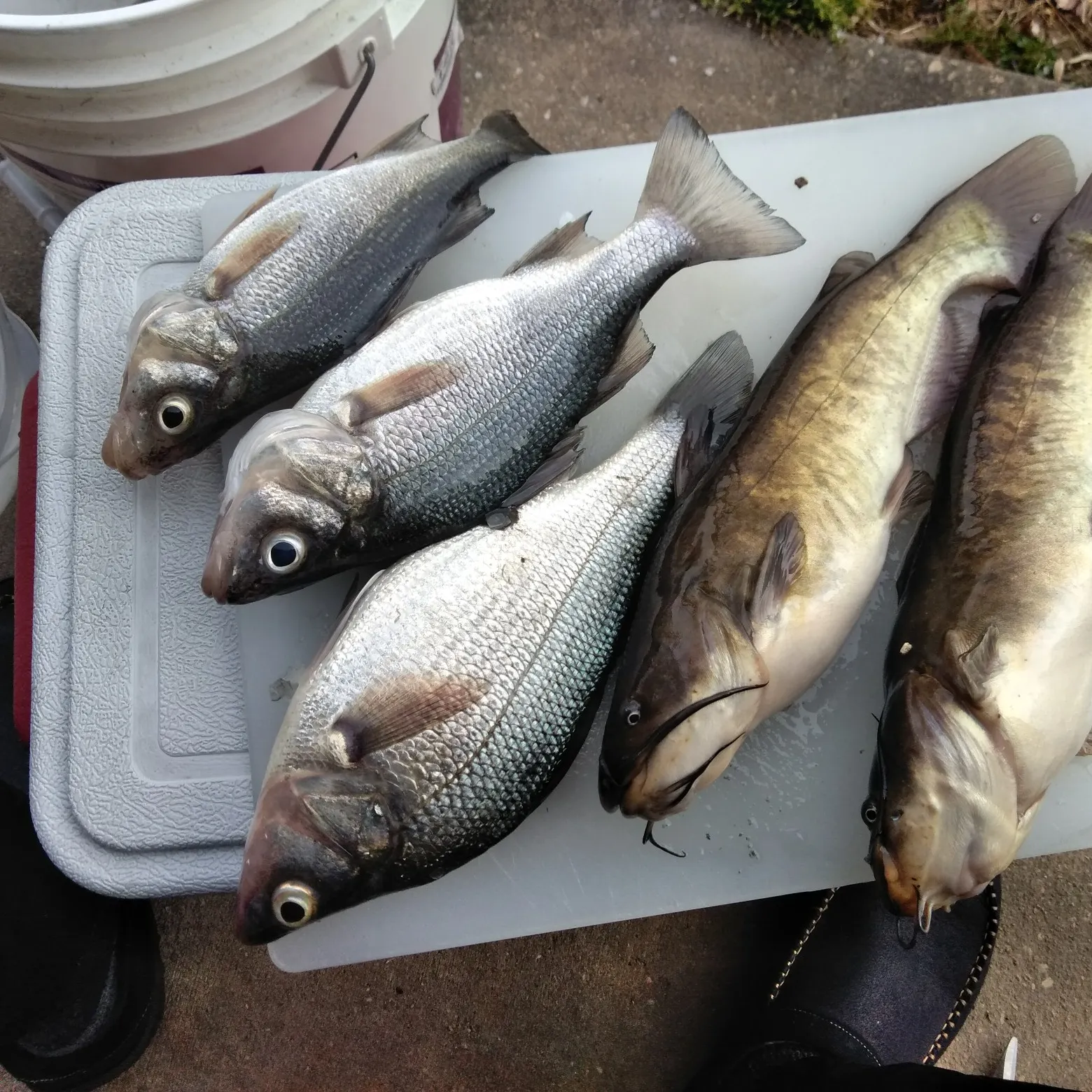 recently logged catches