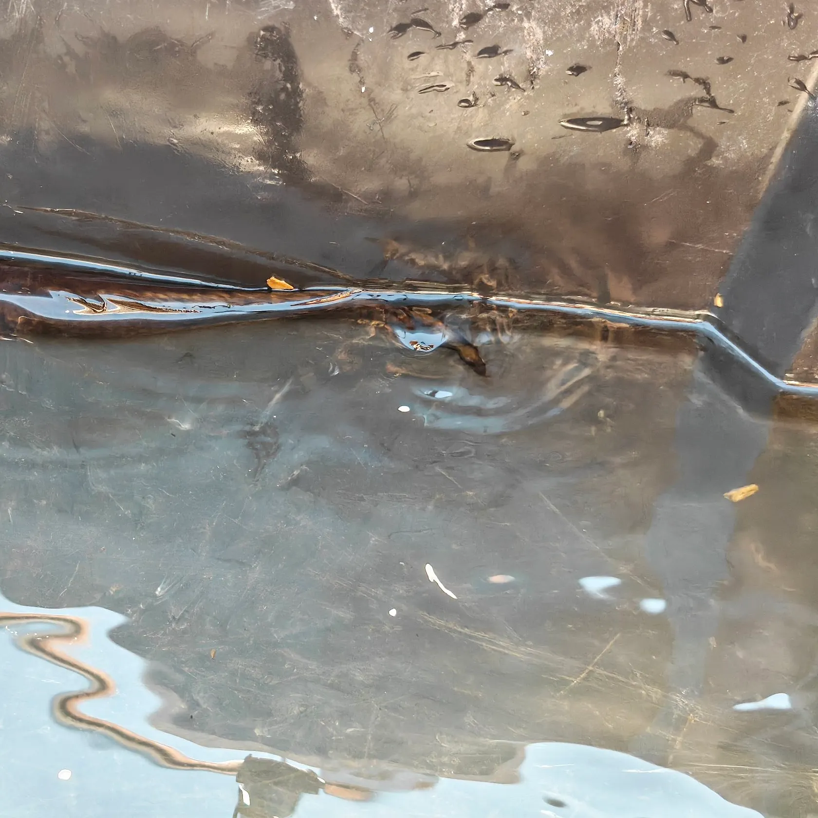 The most recent Burbot catches on Fishbrain