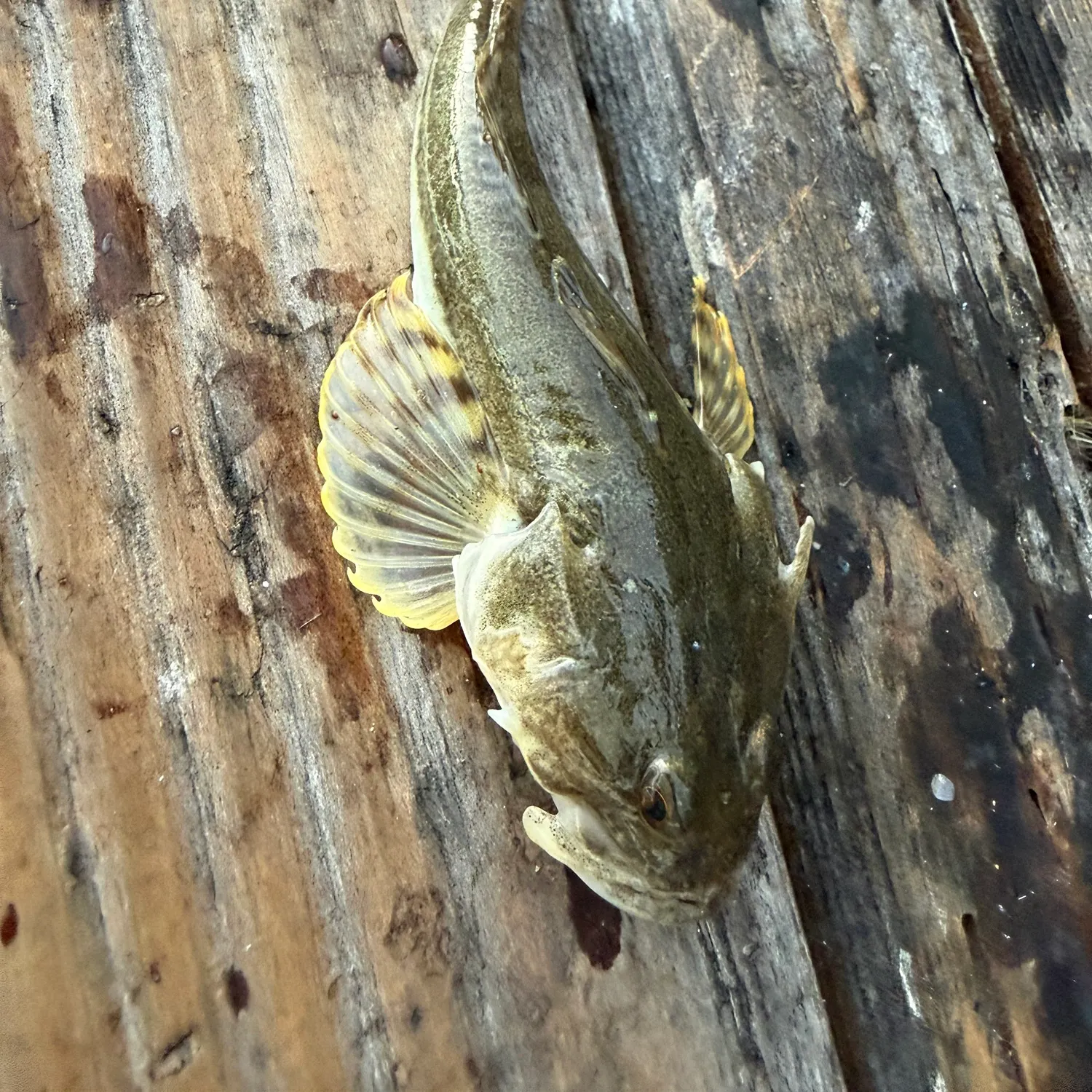 Pacific staghorn sculpin caught on Fishbrain