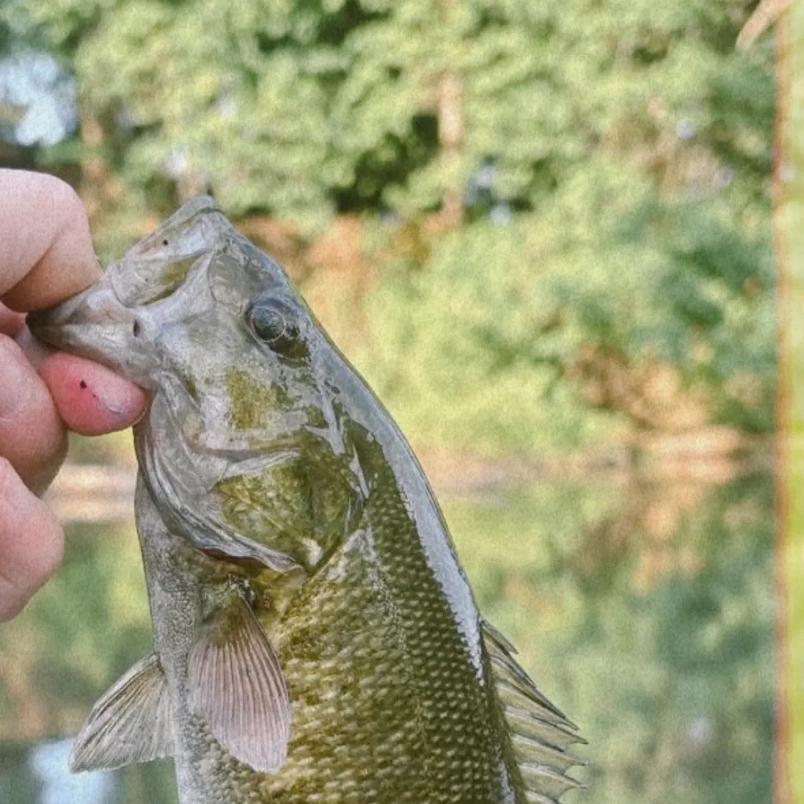 Smallmouth bass caught on Fishbrain