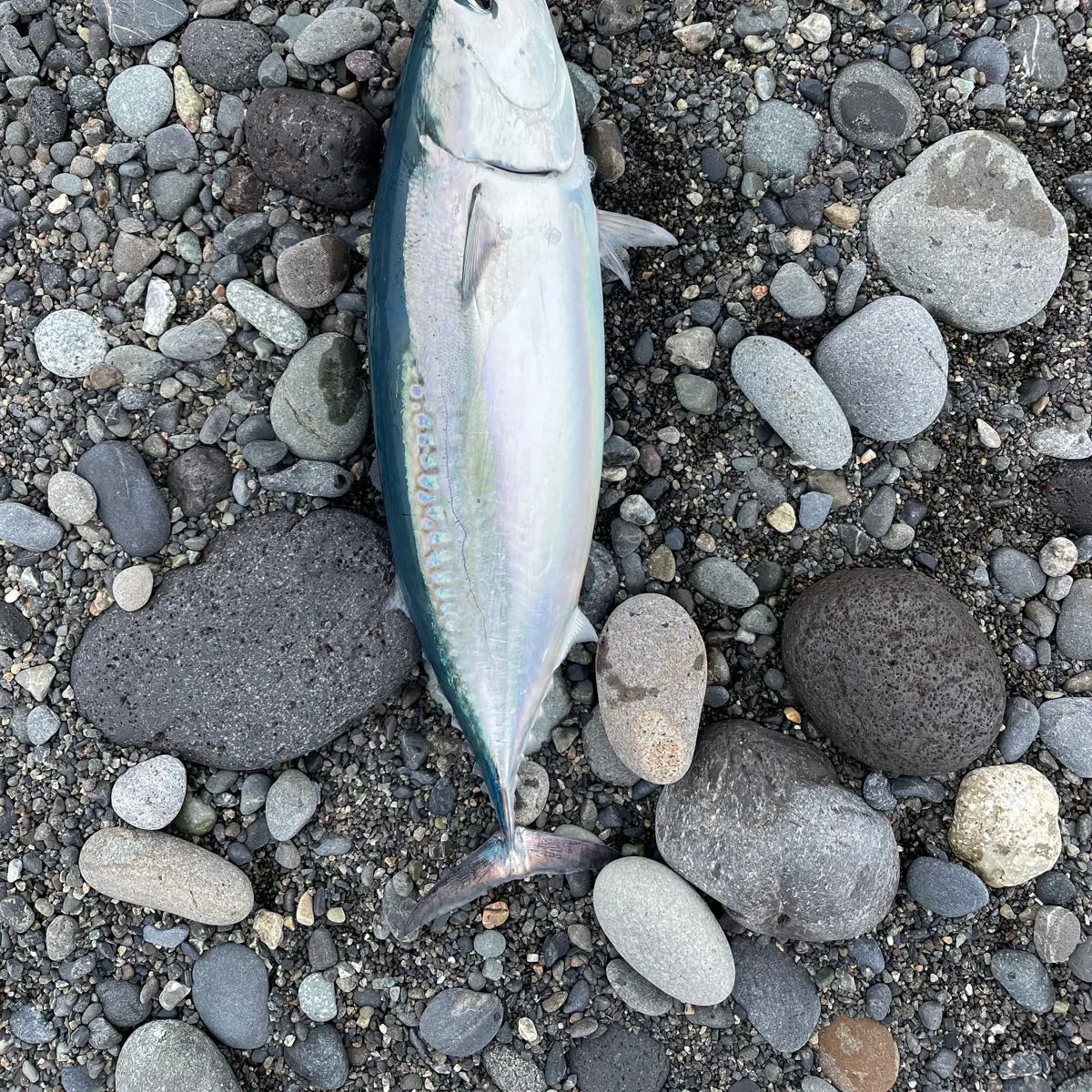 The most recent Frigate tuna catches on Fishbrain