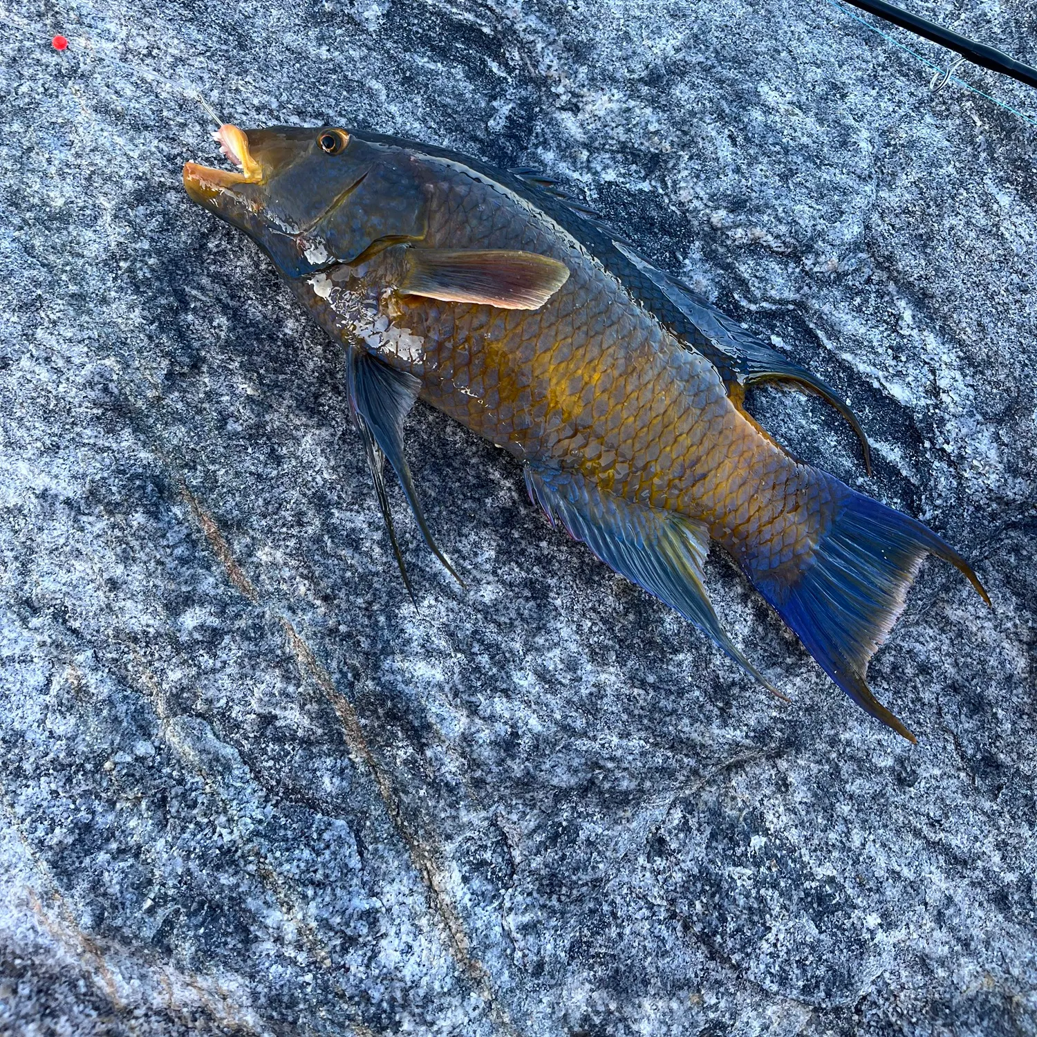 The most recent Spanish hogfish catches on Fishbrain