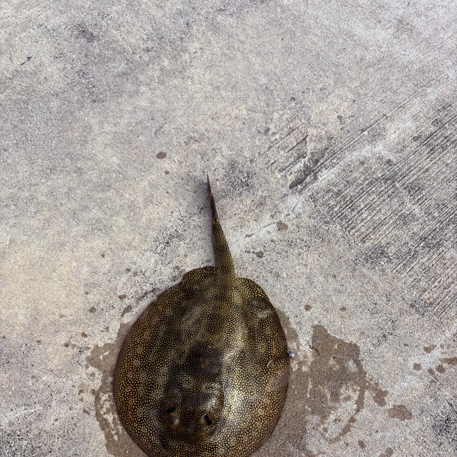 The most recent Yellow stingray catches on Fishbrain