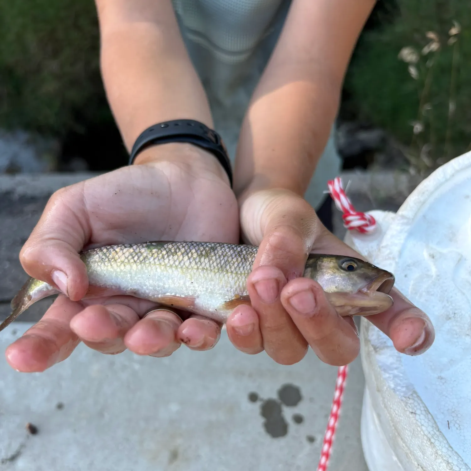 Creek chub caught on Fishbrain