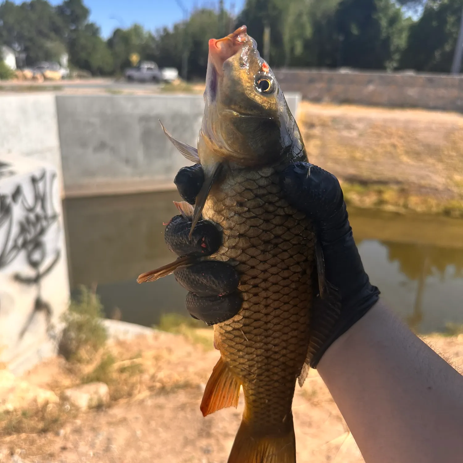 catch