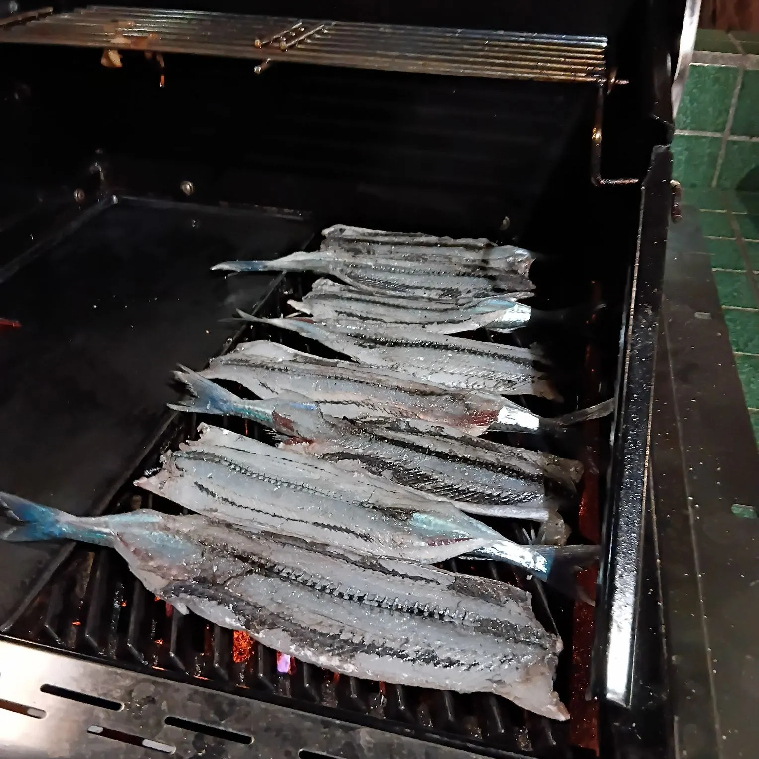 The most recent Eastern sea garfish catches on Fishbrain