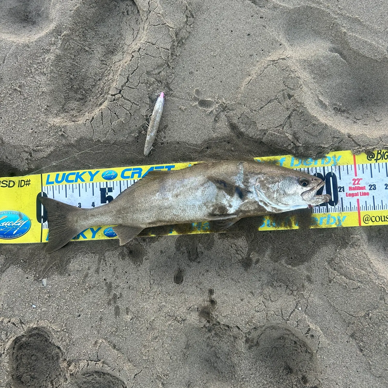 The most recent White seabass catches on Fishbrain