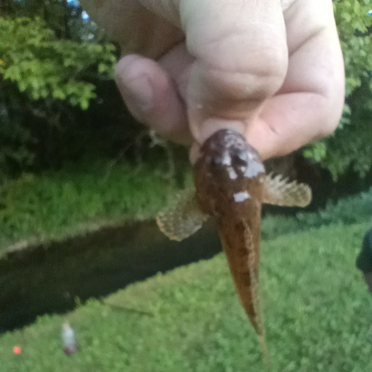 The most recent Mottled sculpin catches on Fishbrain