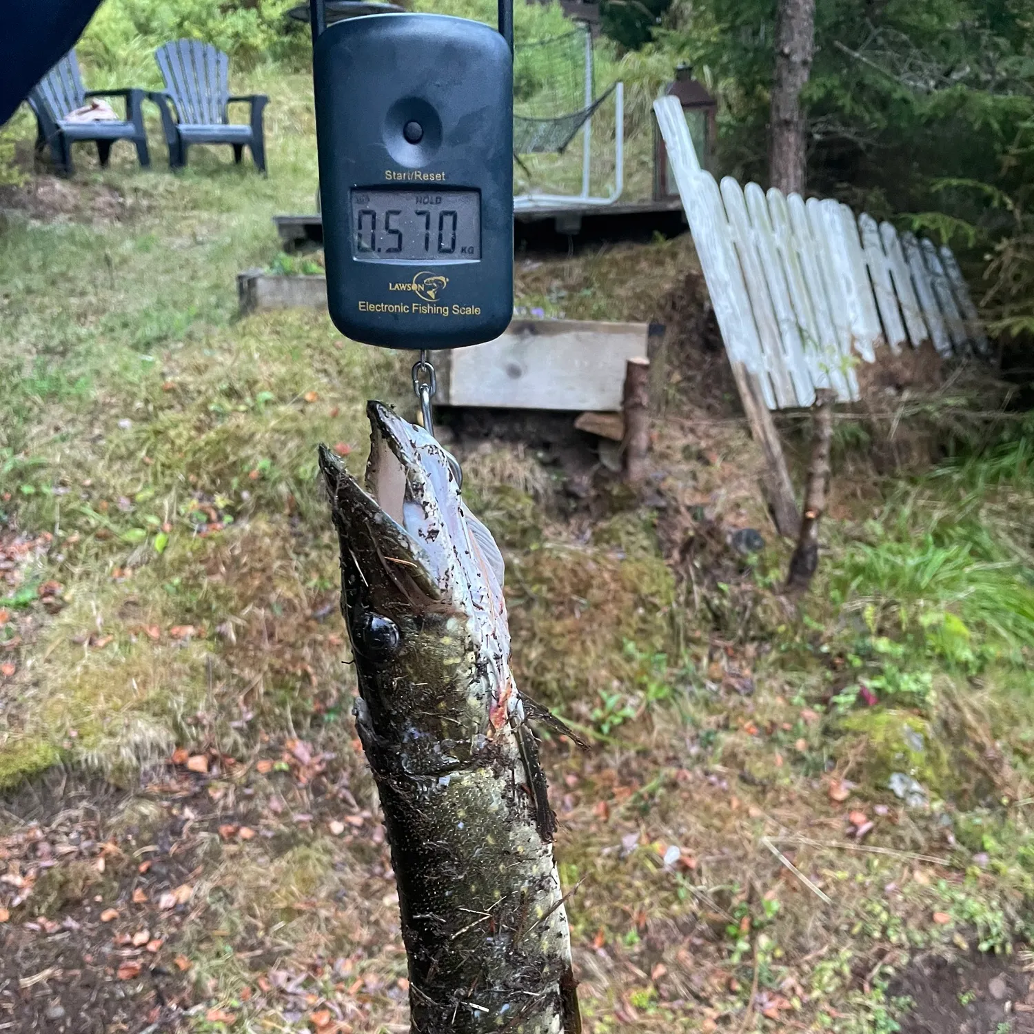 Northern pike caught on Fishbrain