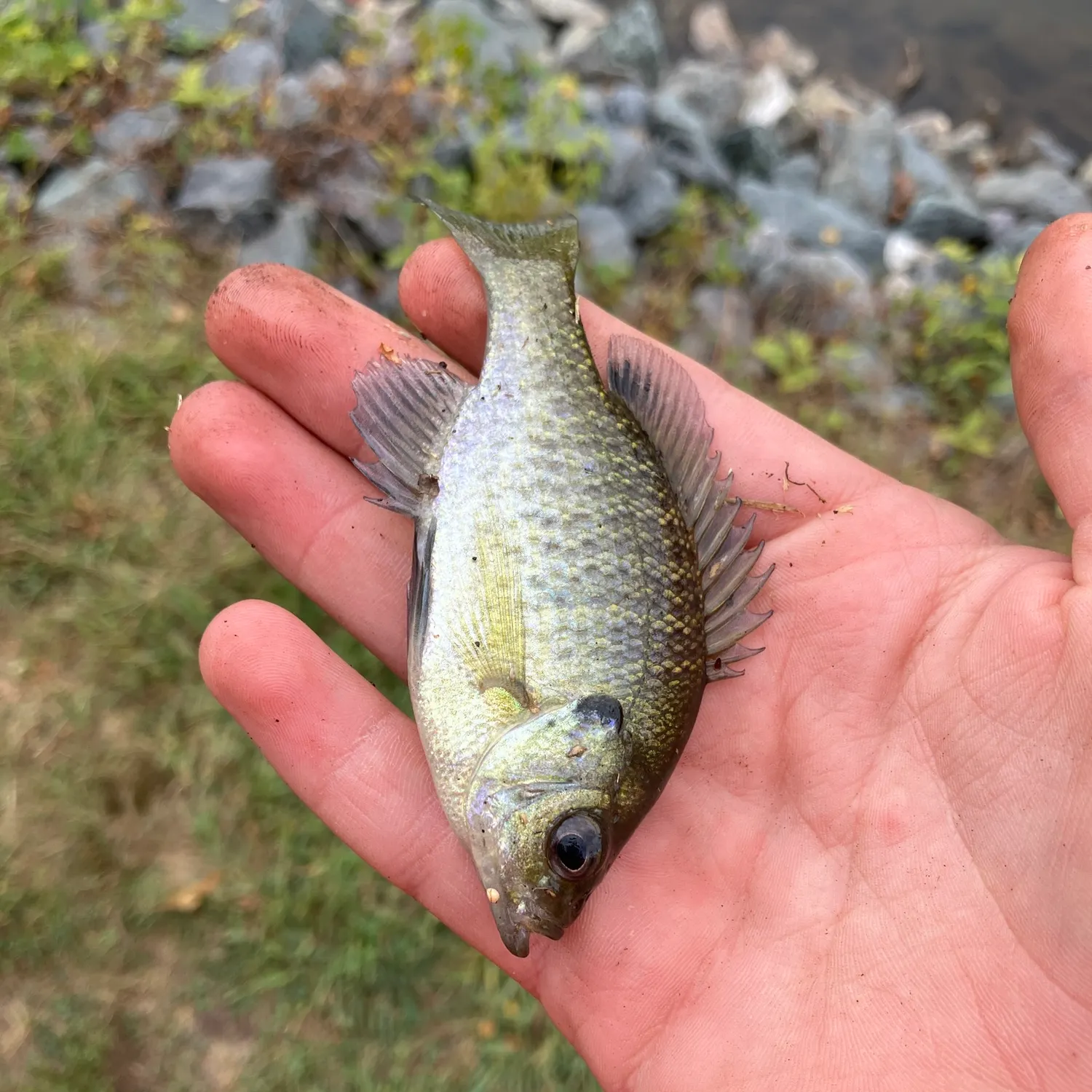 Bluegill caught on Fishbrain