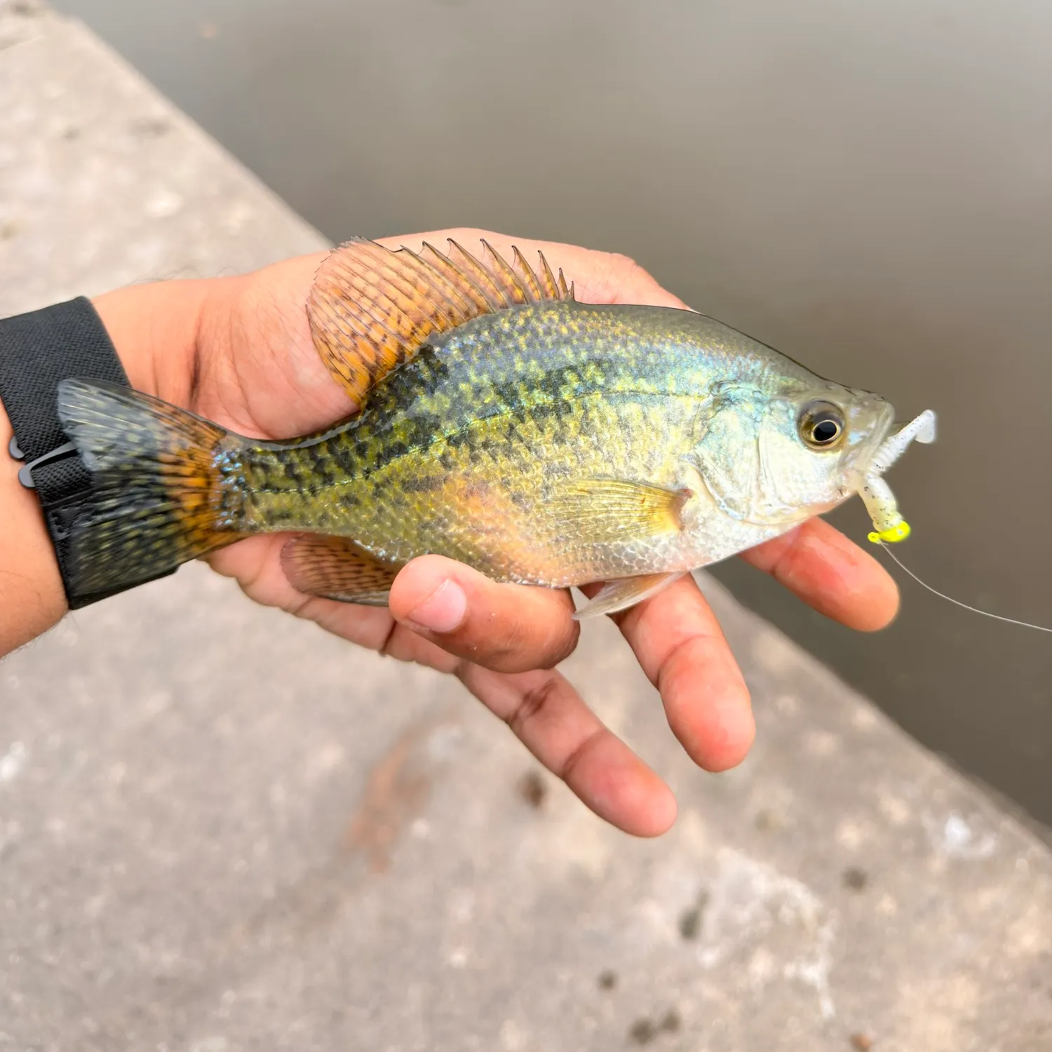 White crappie caught on Fishbrain