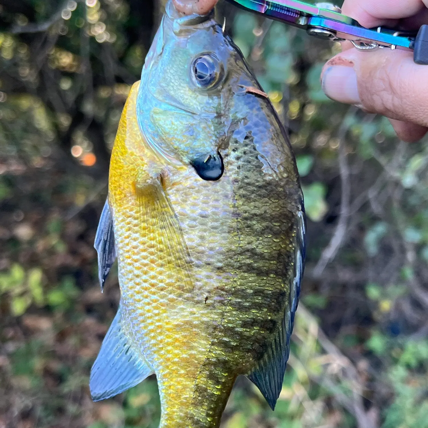 Bluegill caught on Fishbrain