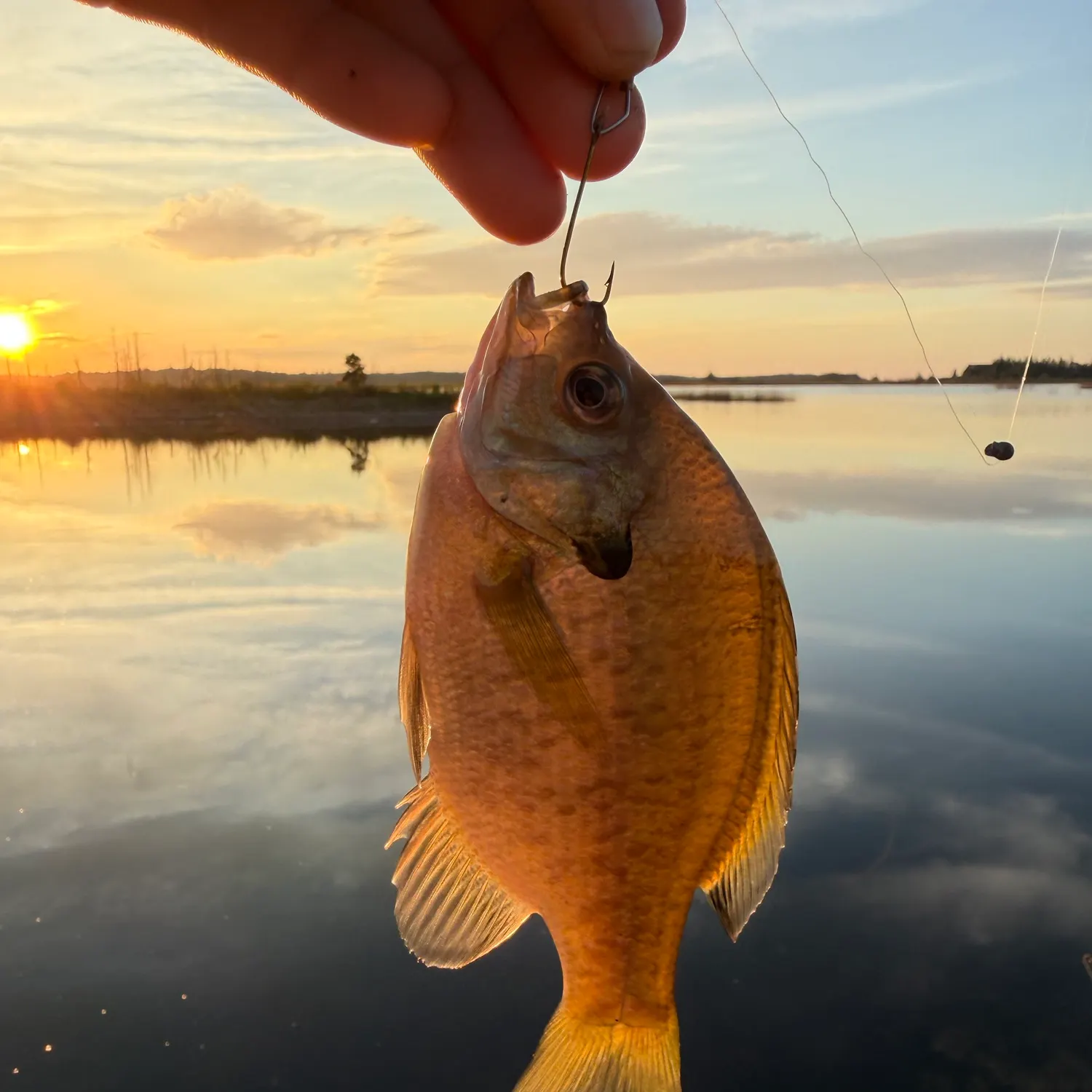 Bluegill caught on Fishbrain
